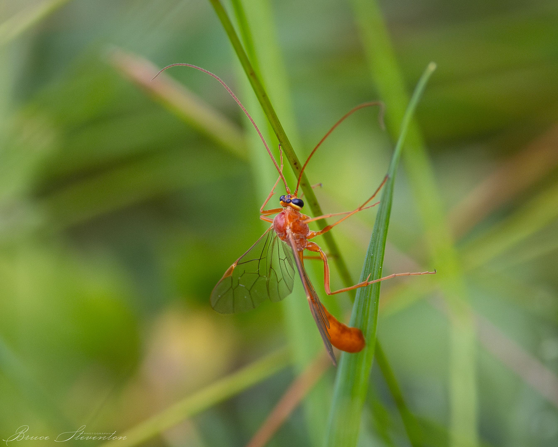 Short-tailed Ichneumon Wasp
