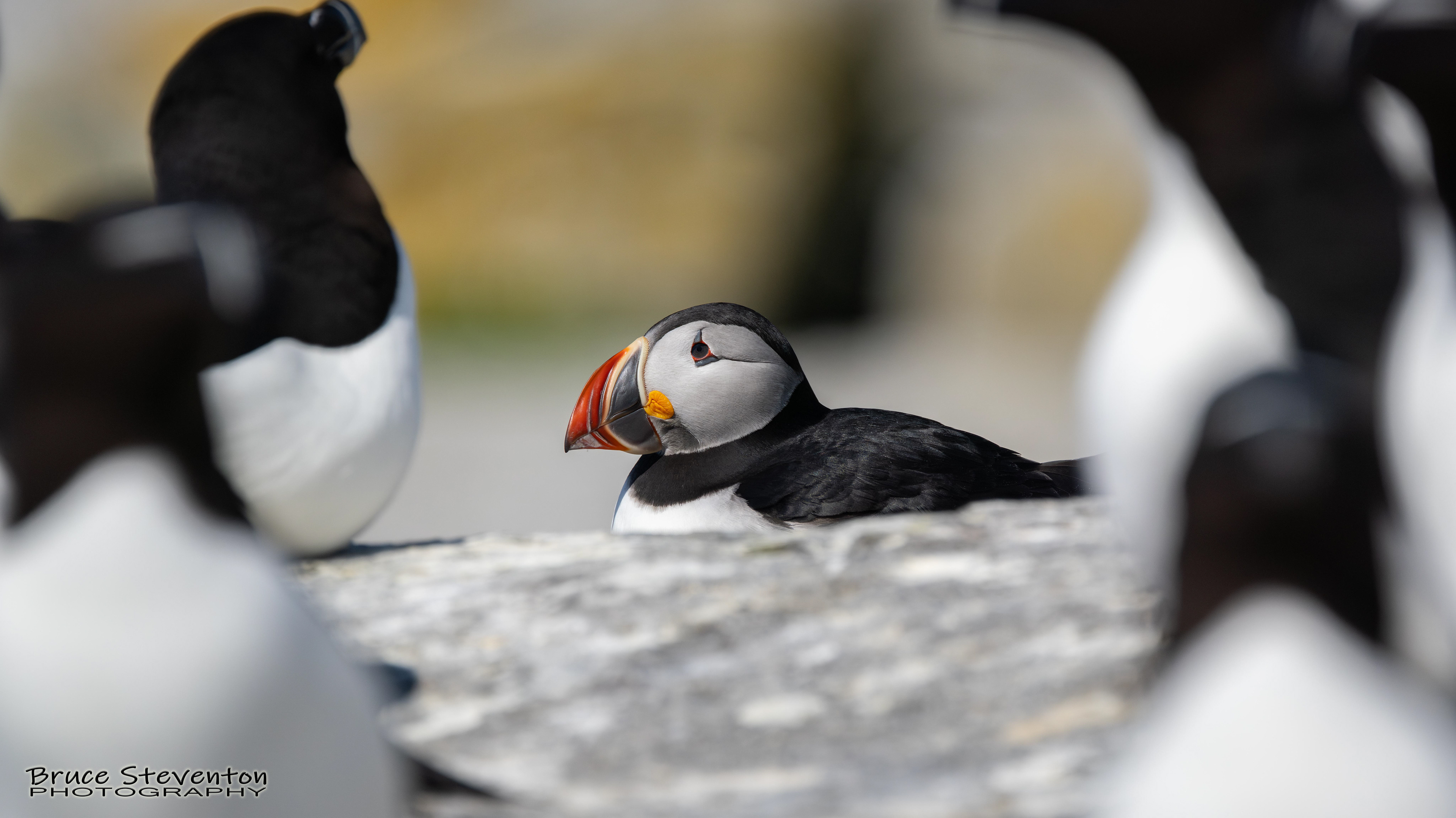 Atlantic Puffin
