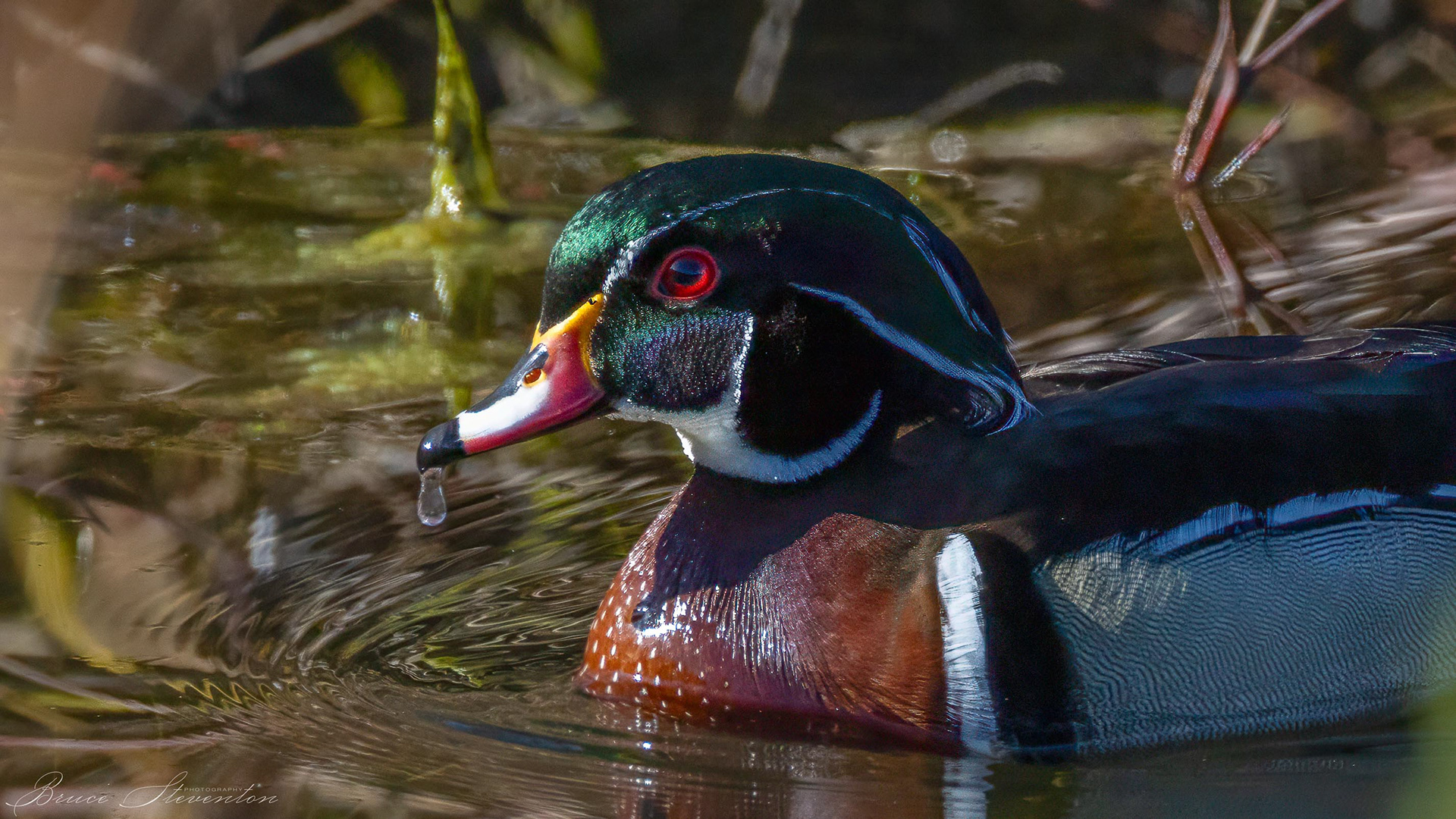 Wood Duck (M)