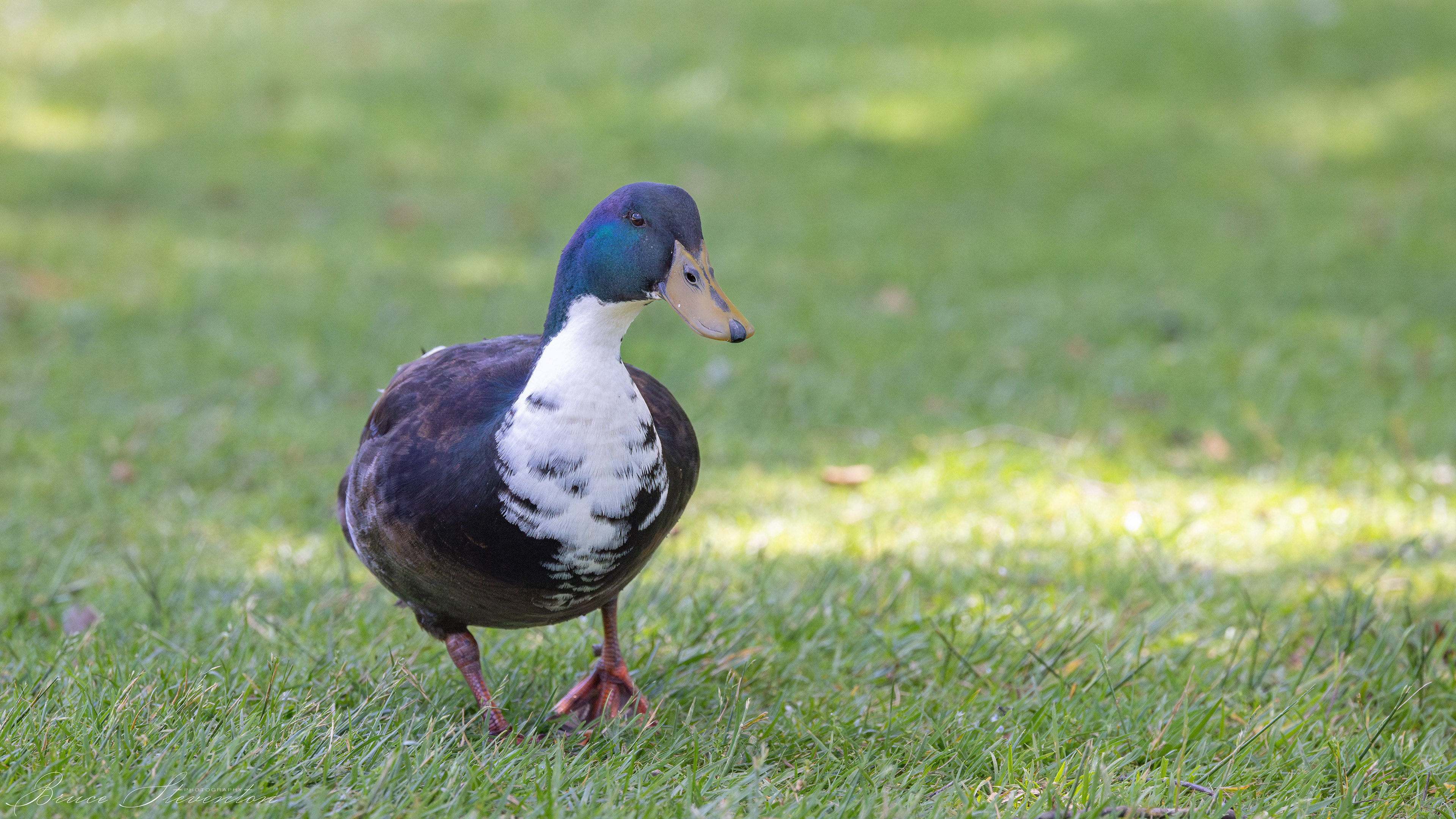 Duck Hybrid - Charles D Owen Park