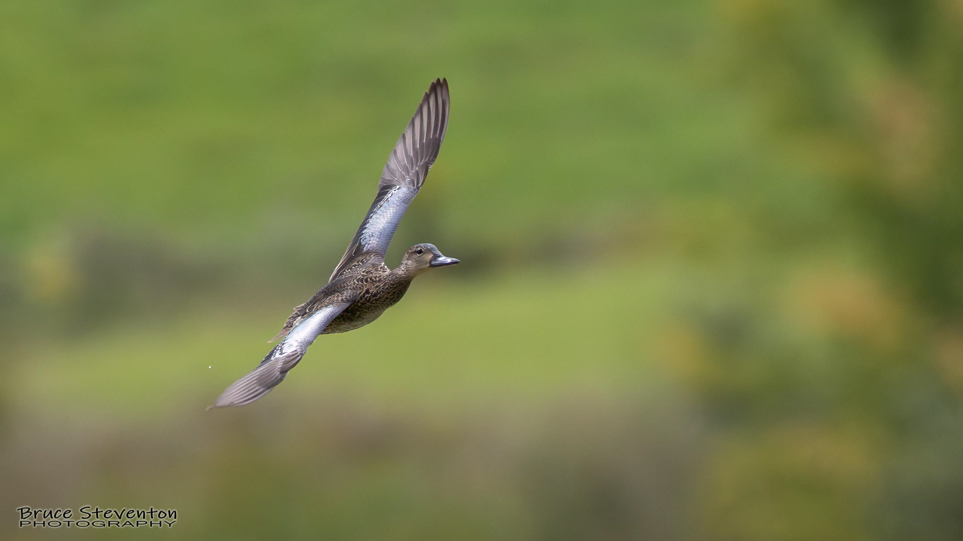 Blue-winged Teal - Shoreham, VT