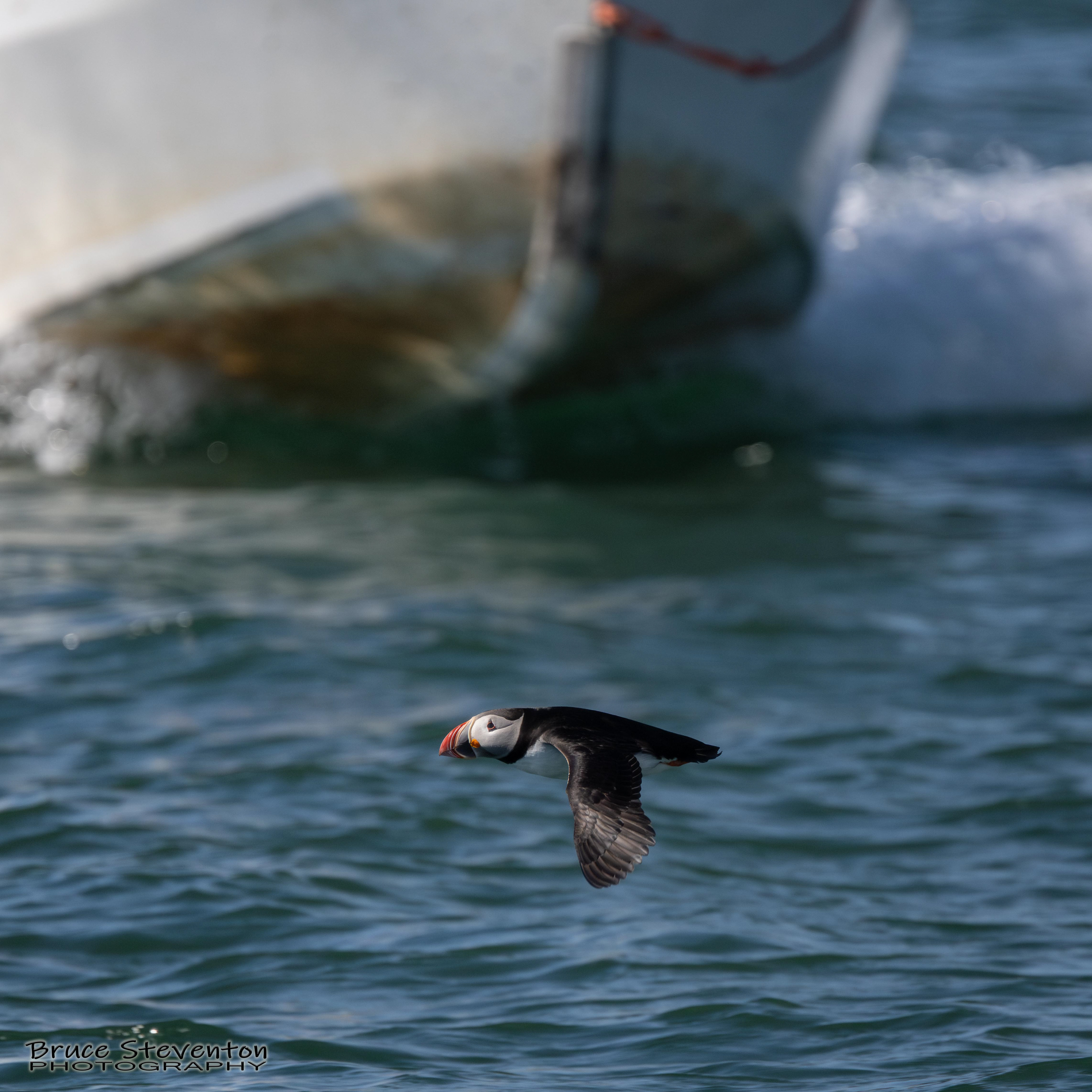 Atlantic Puffin