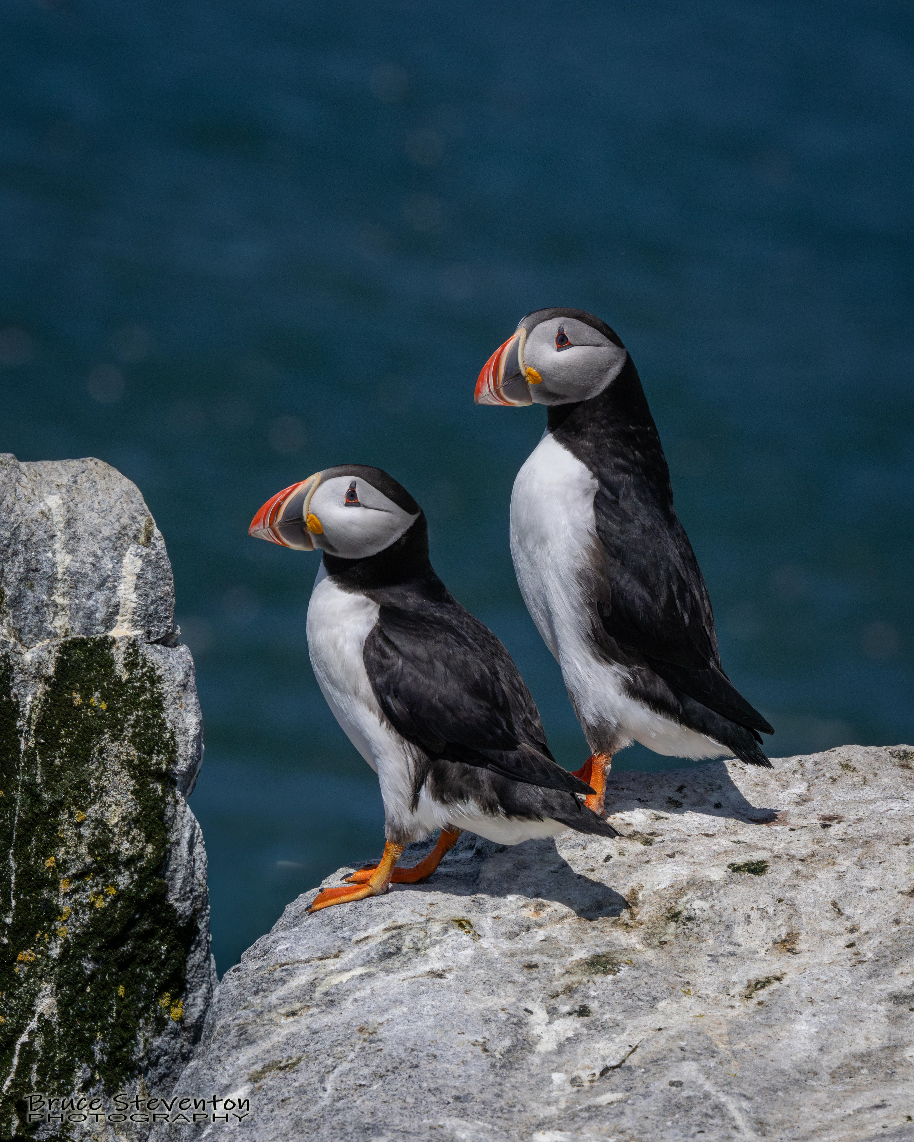 Atlantic Puffin