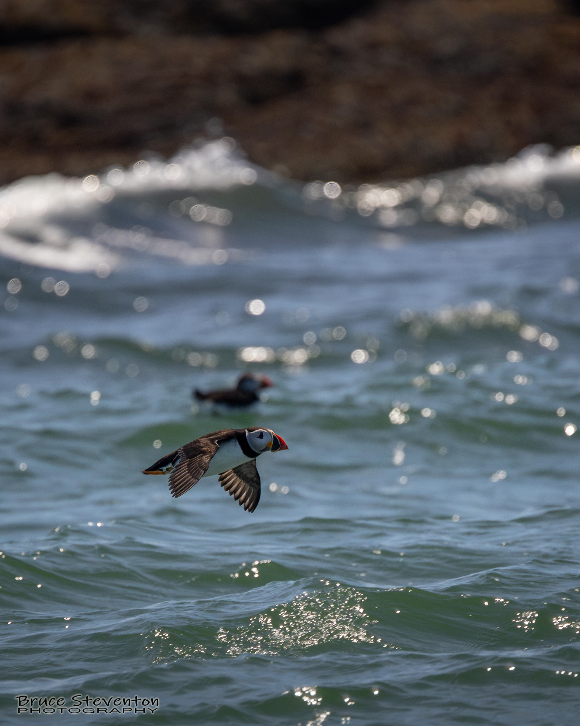 Atlantic Puffin