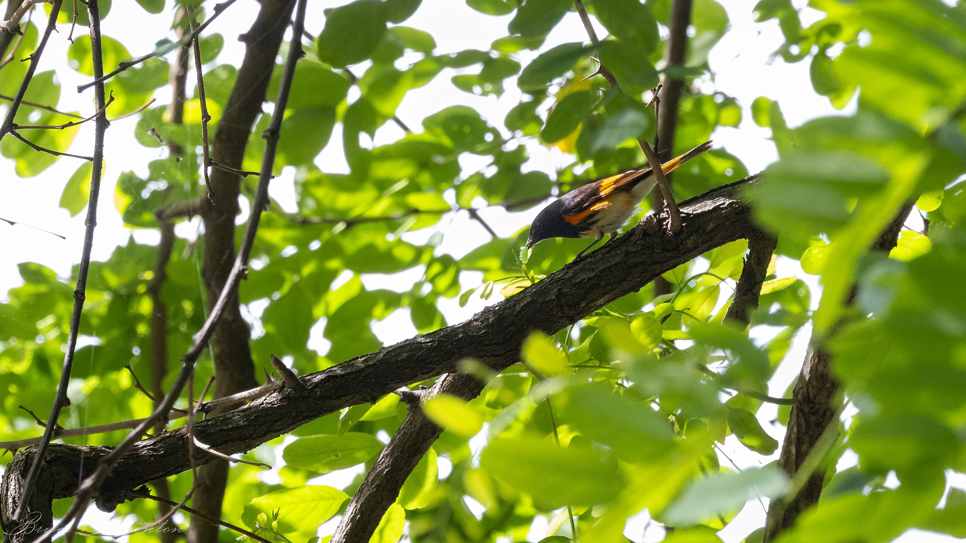 Redstart (M) - Blue Ridge Parkway
