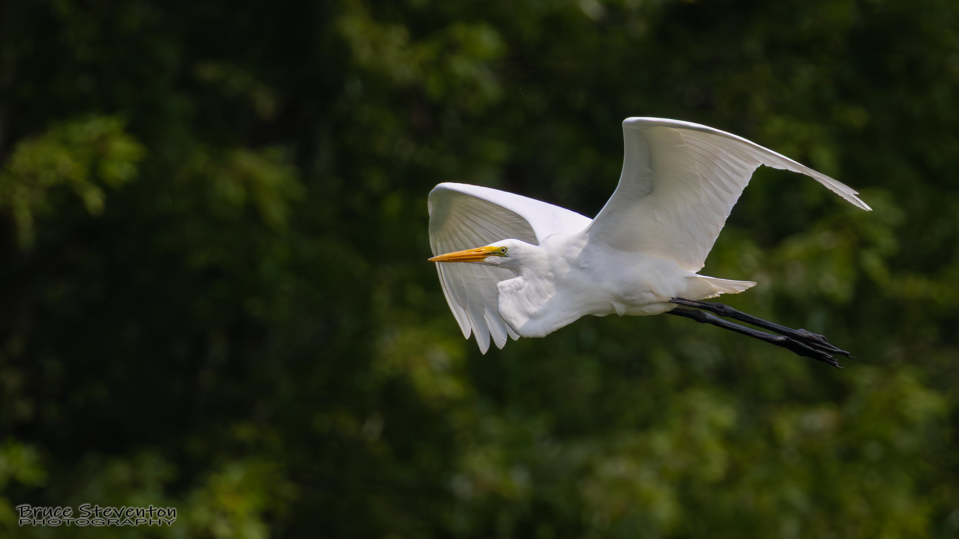 Great Egret