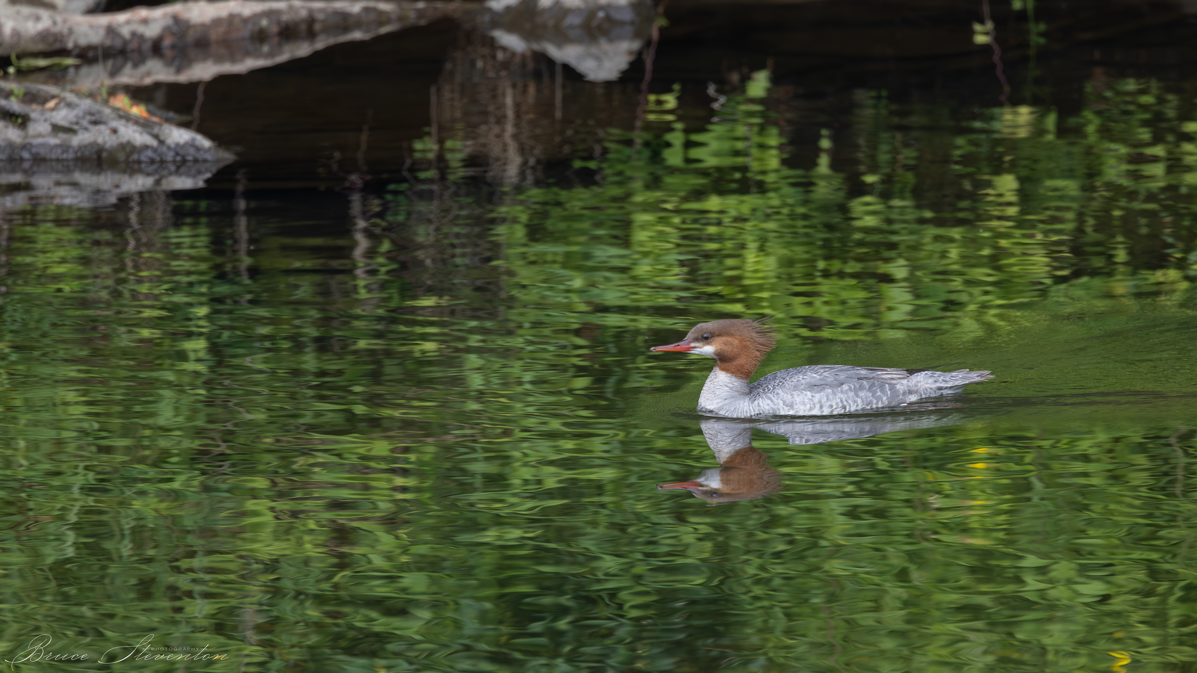 Merganser