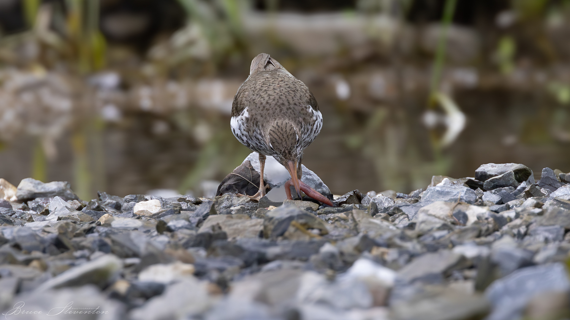 Spotted Sandpiper; looks like a great find!