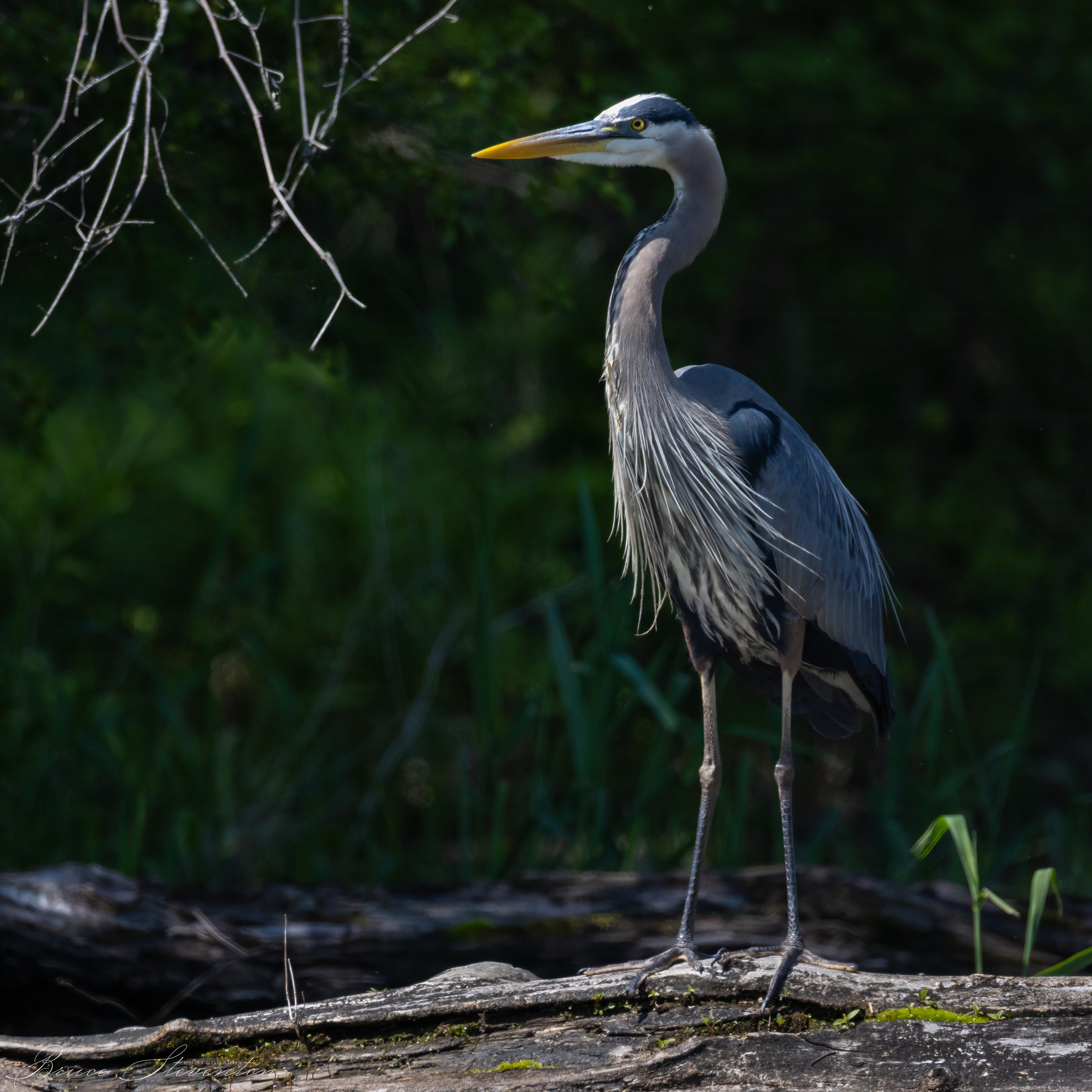 Great Blue Heron