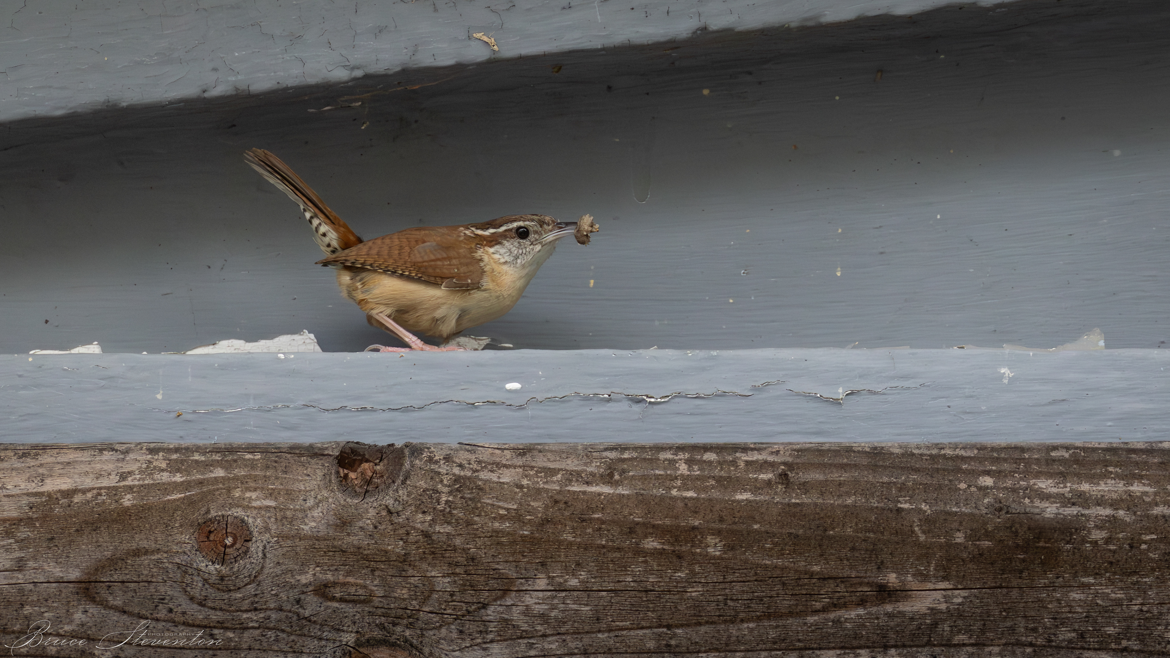 Carolina Wren