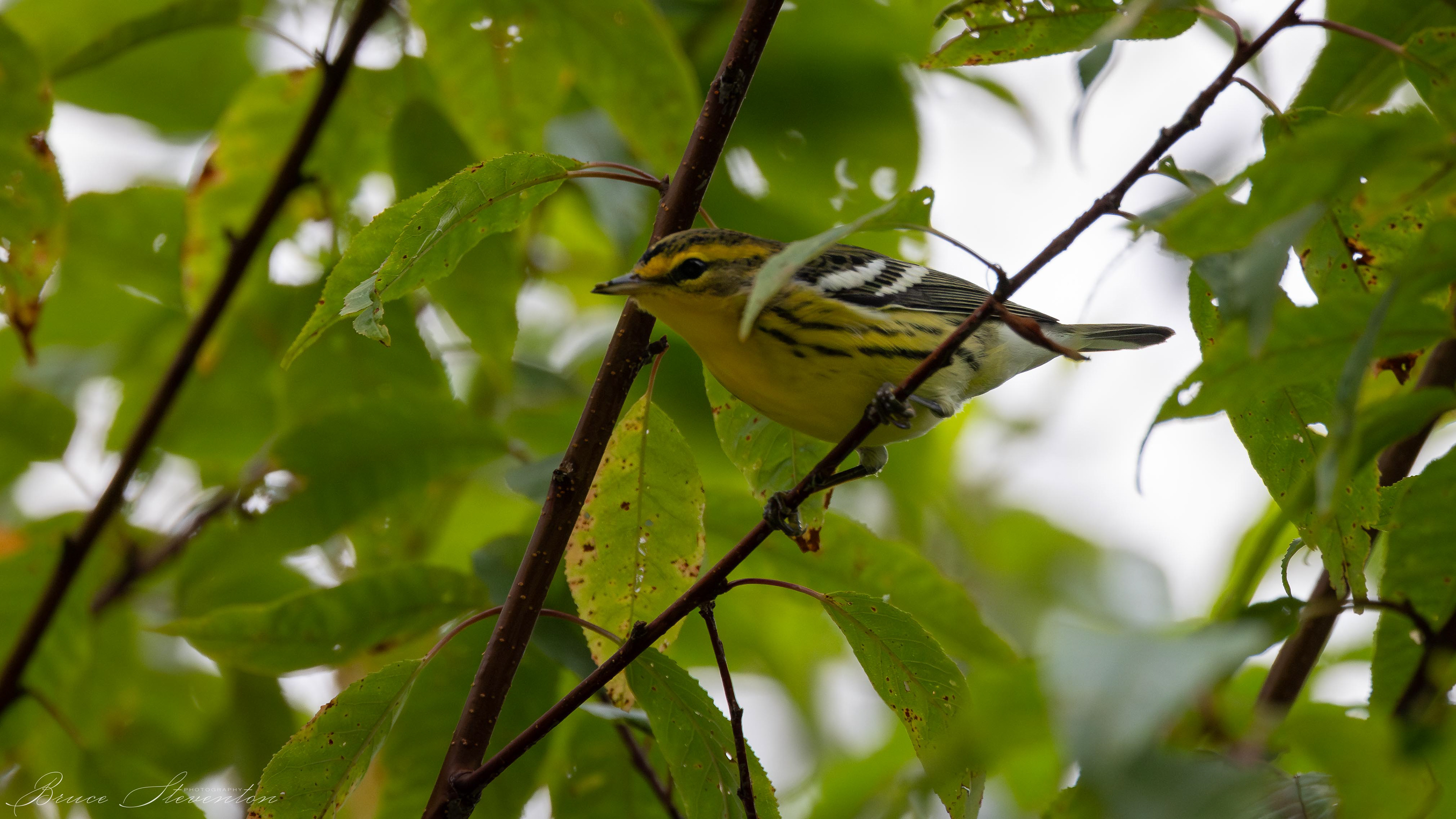 Blackburnian Warbler