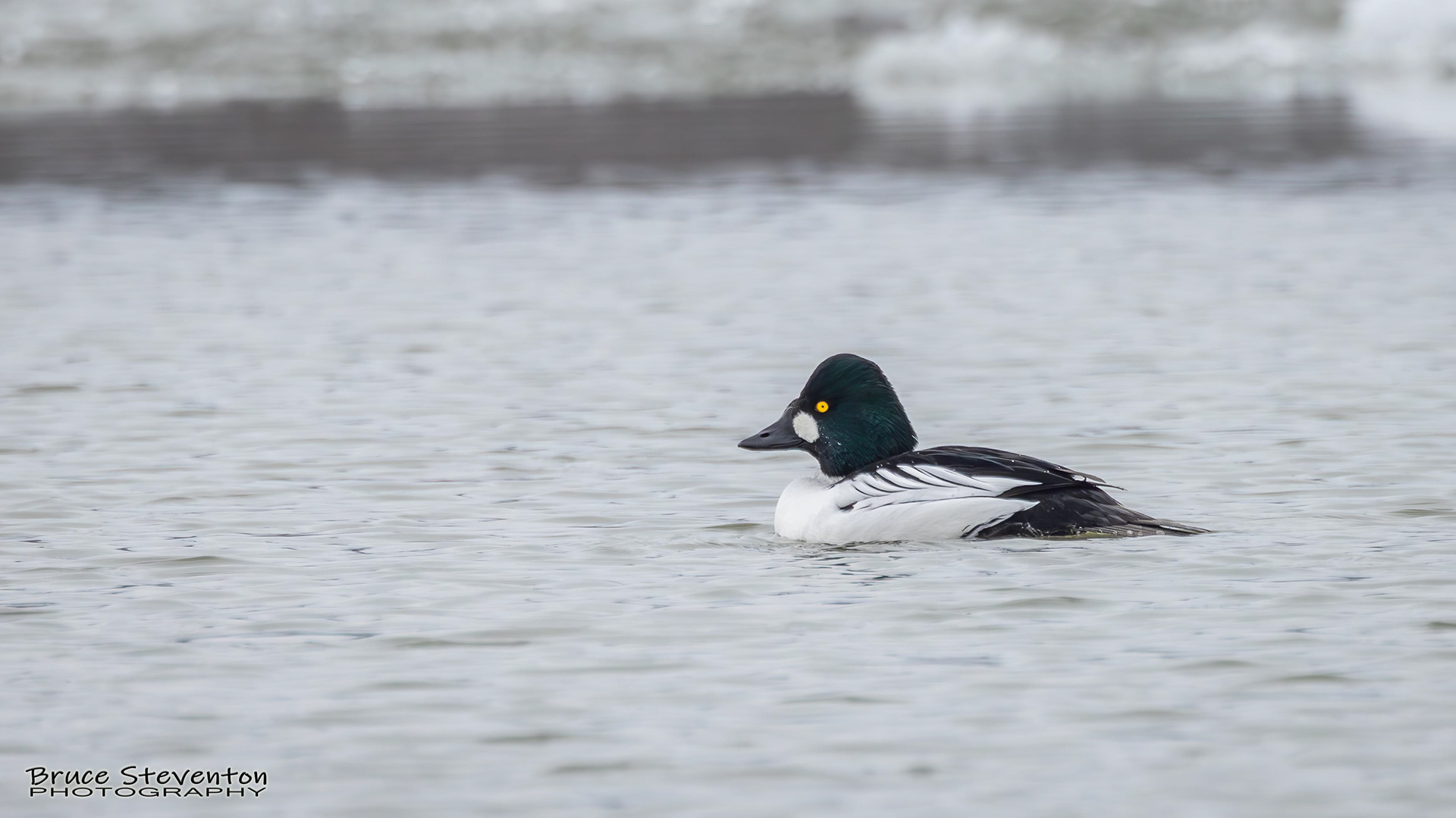 Common Goldeneye - Addison, VT
