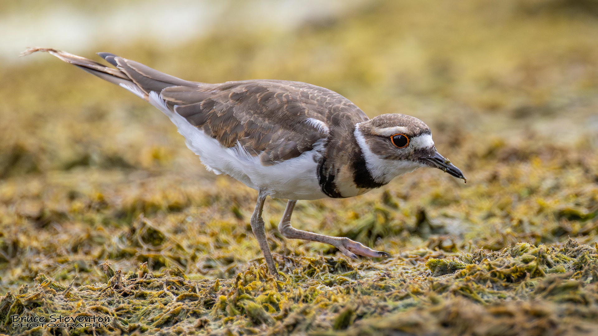 Killdeer