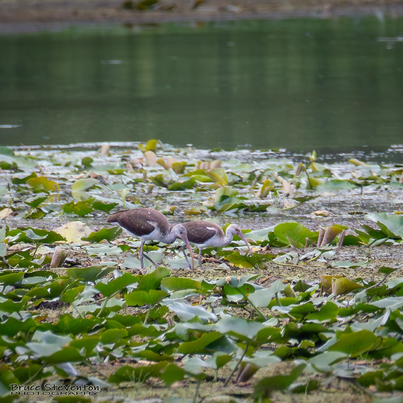 White Ibis (Juvenile)