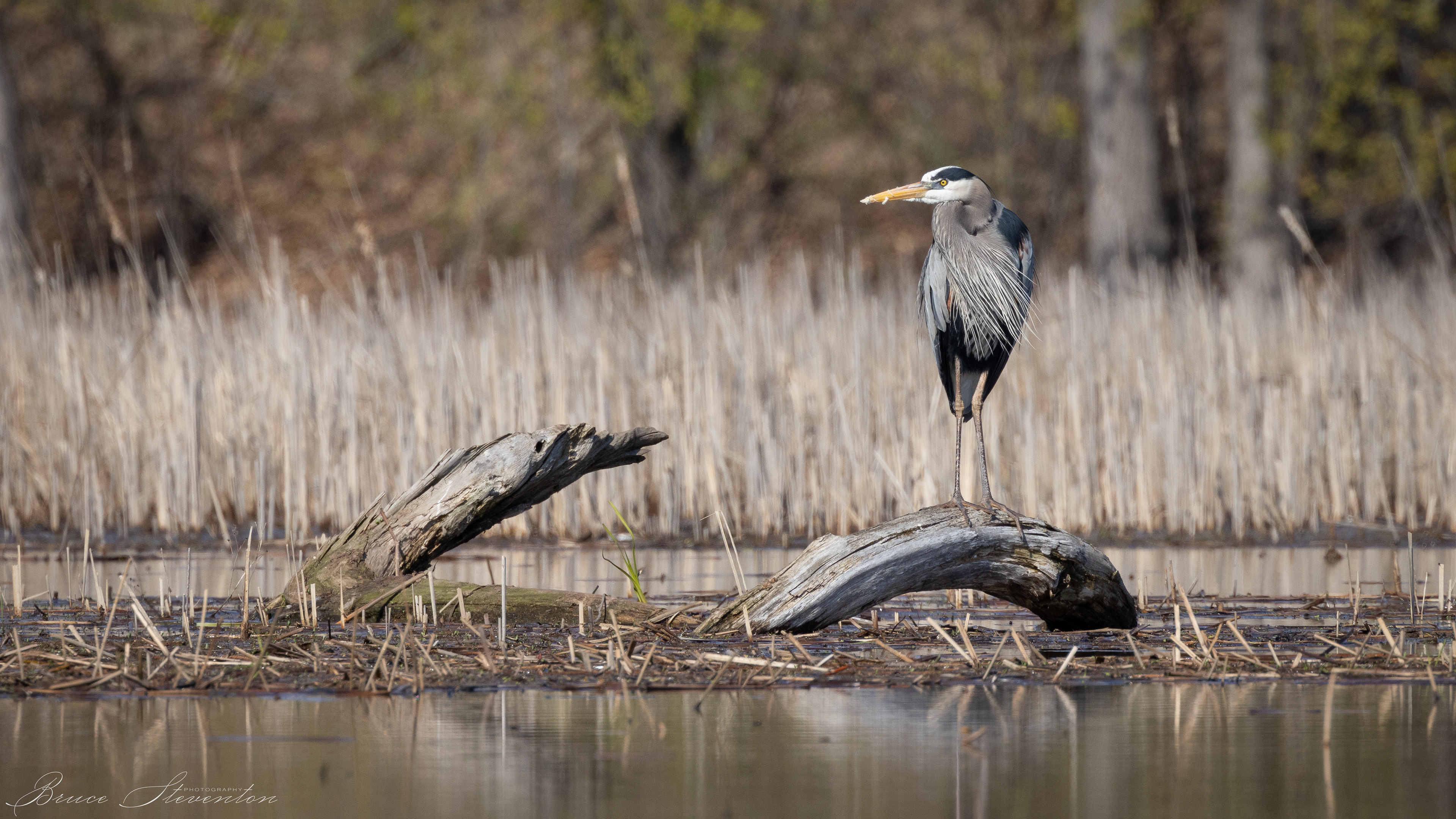 Great Blue Heron
