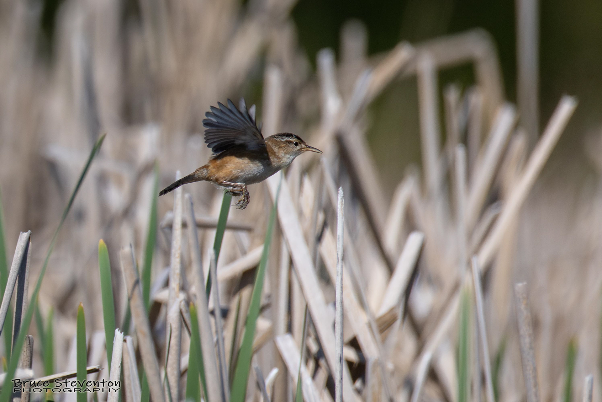 Marsh Wren