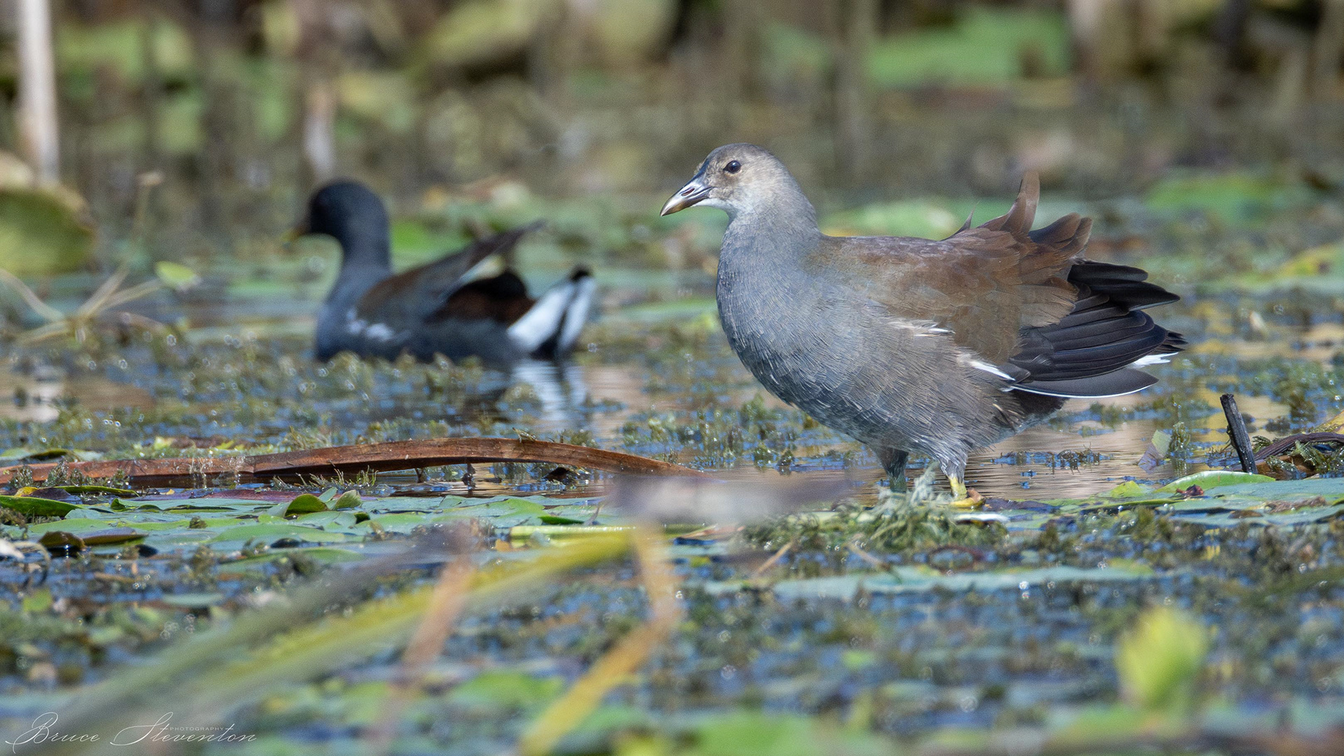 Common Gallinule