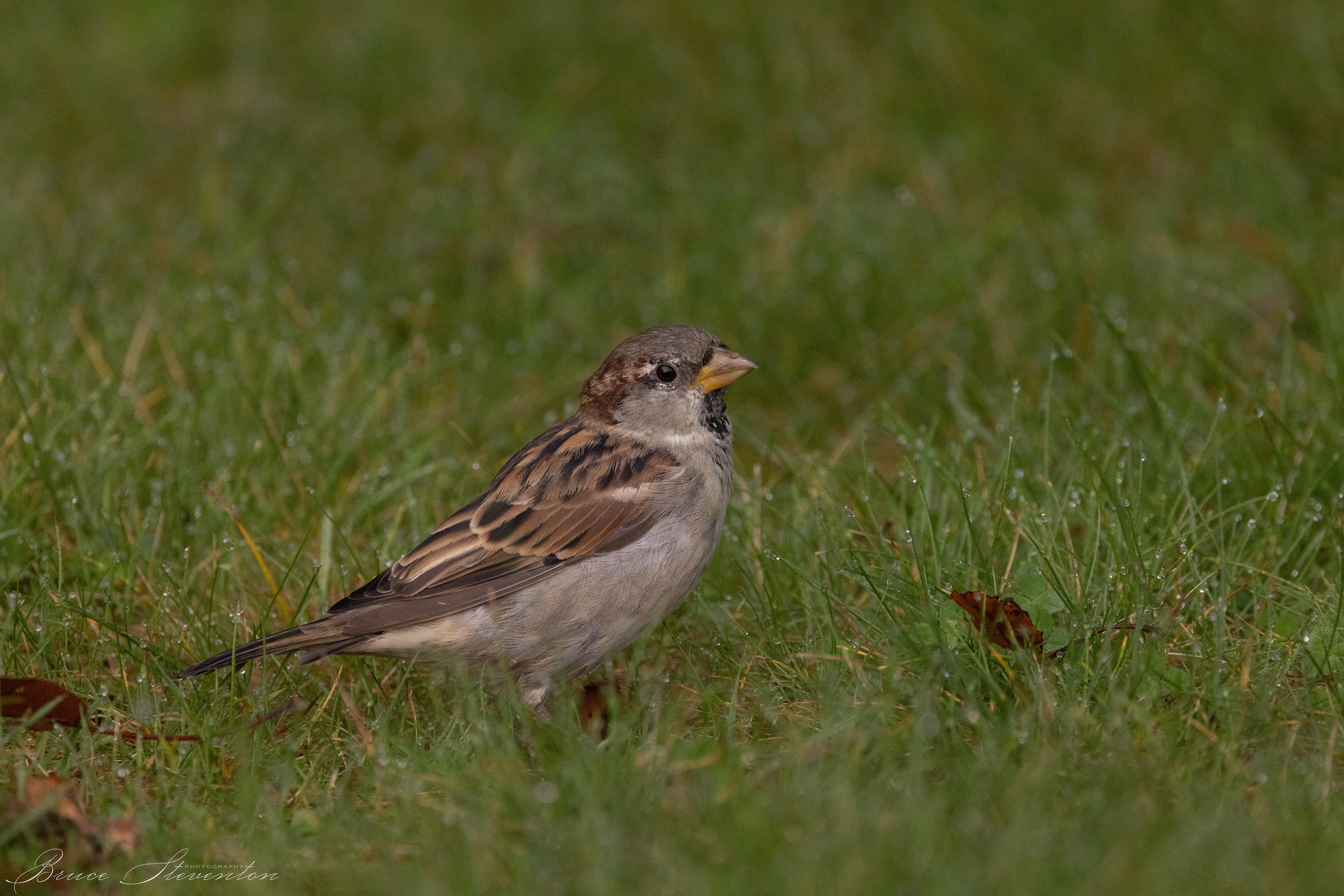 House Sparrow
