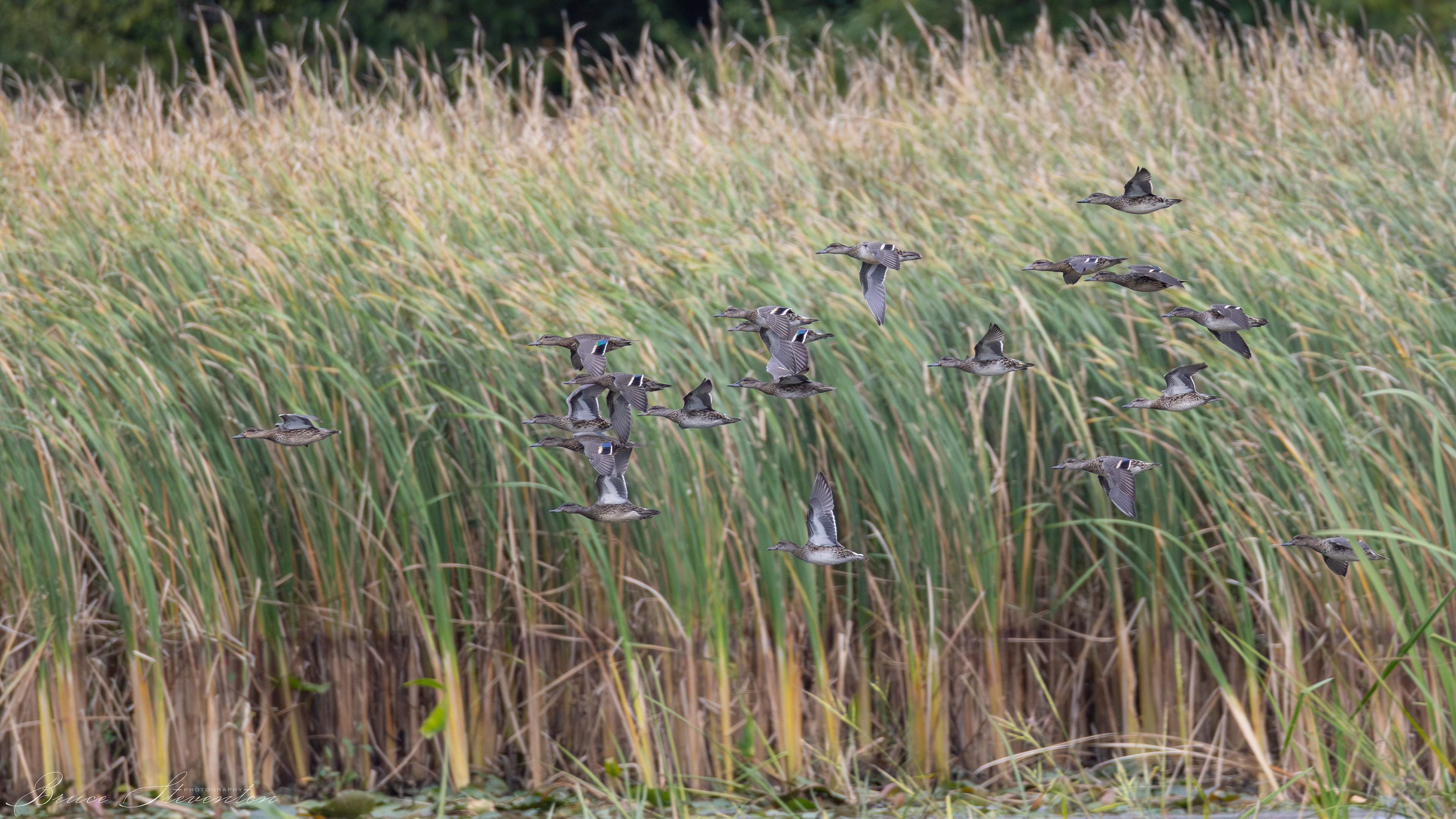Green-winged Teal
