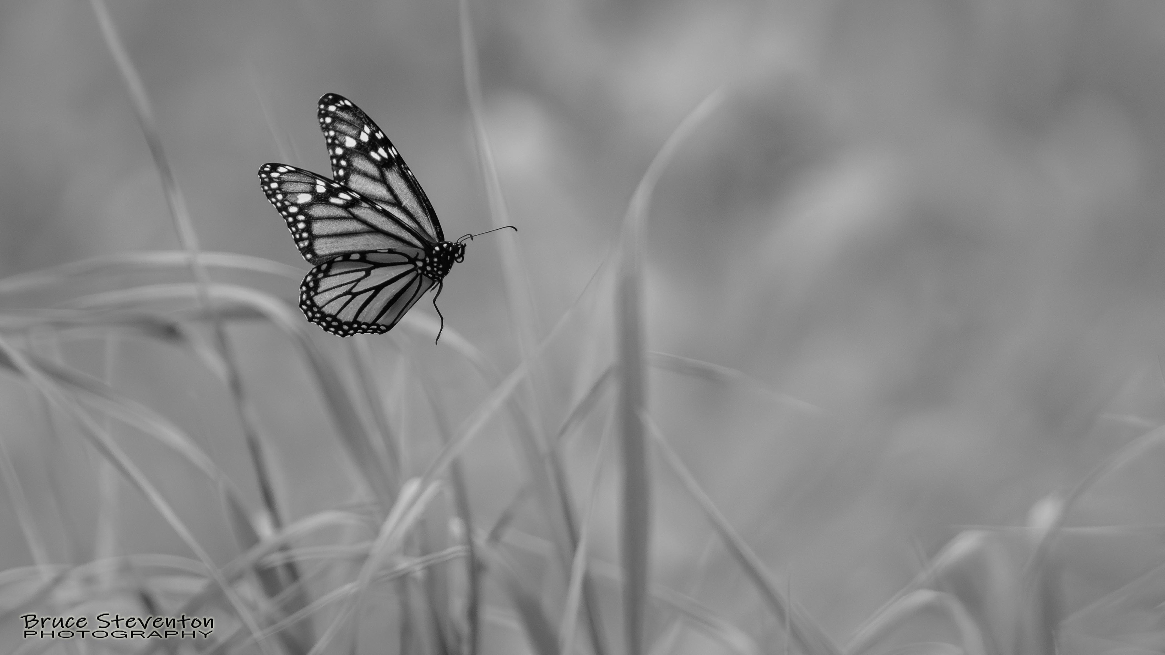 Monarch Butterfly