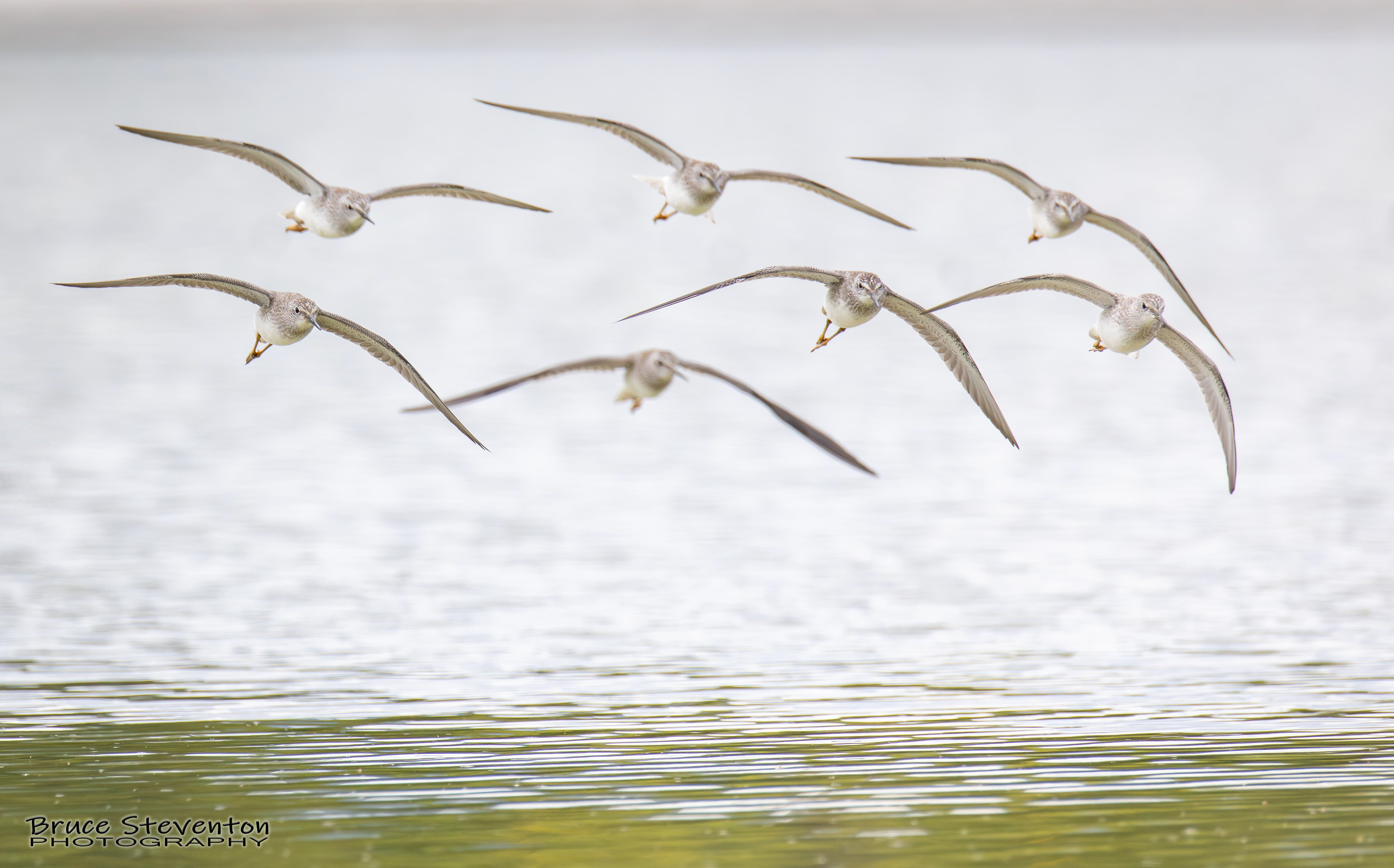 Yellowlegs