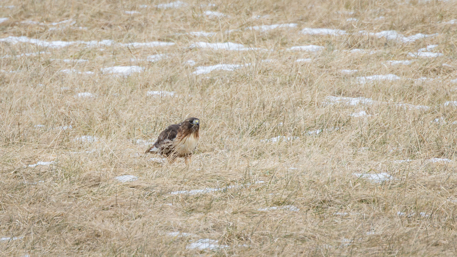 Red-tailed Hawk