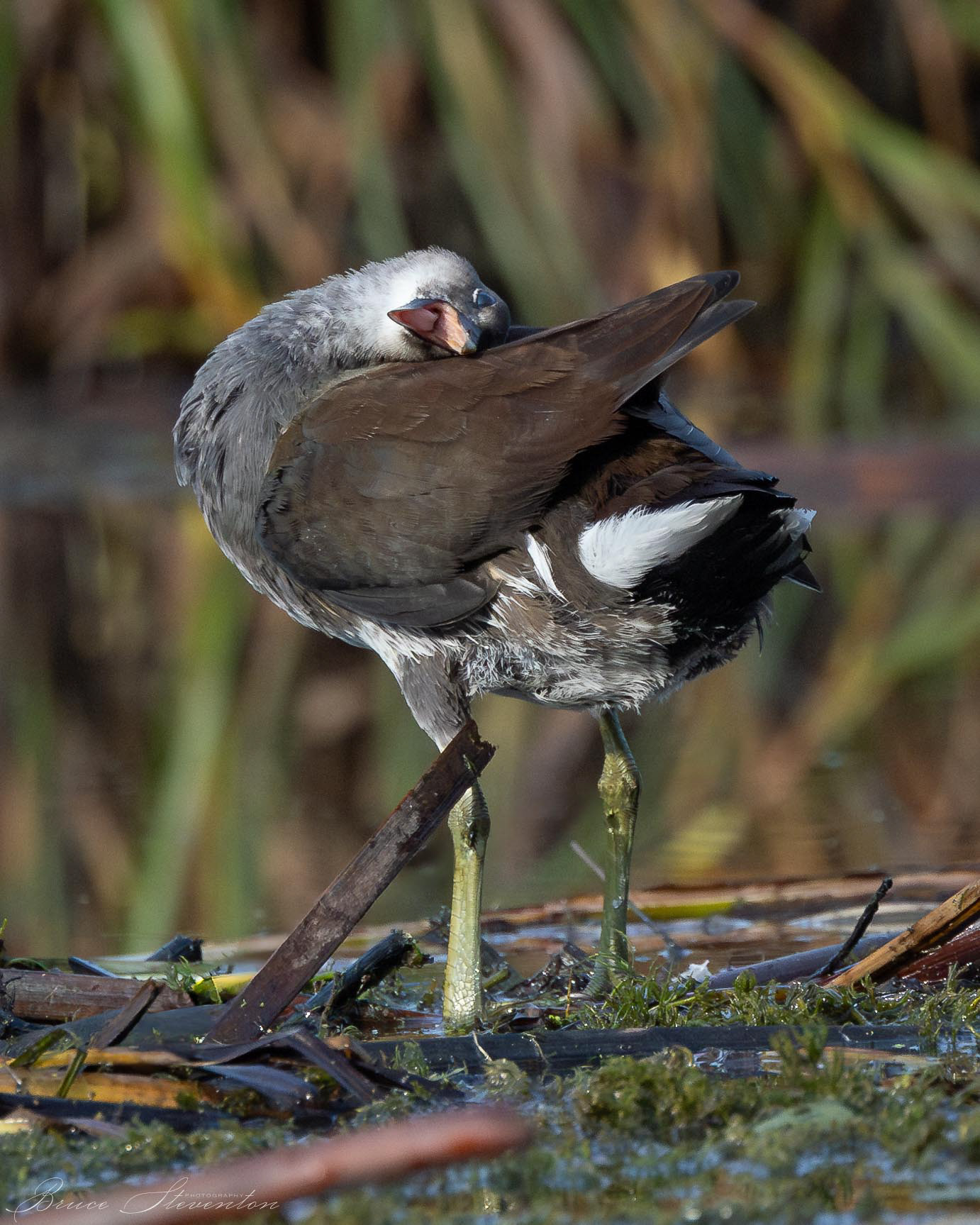 Common Gallinule