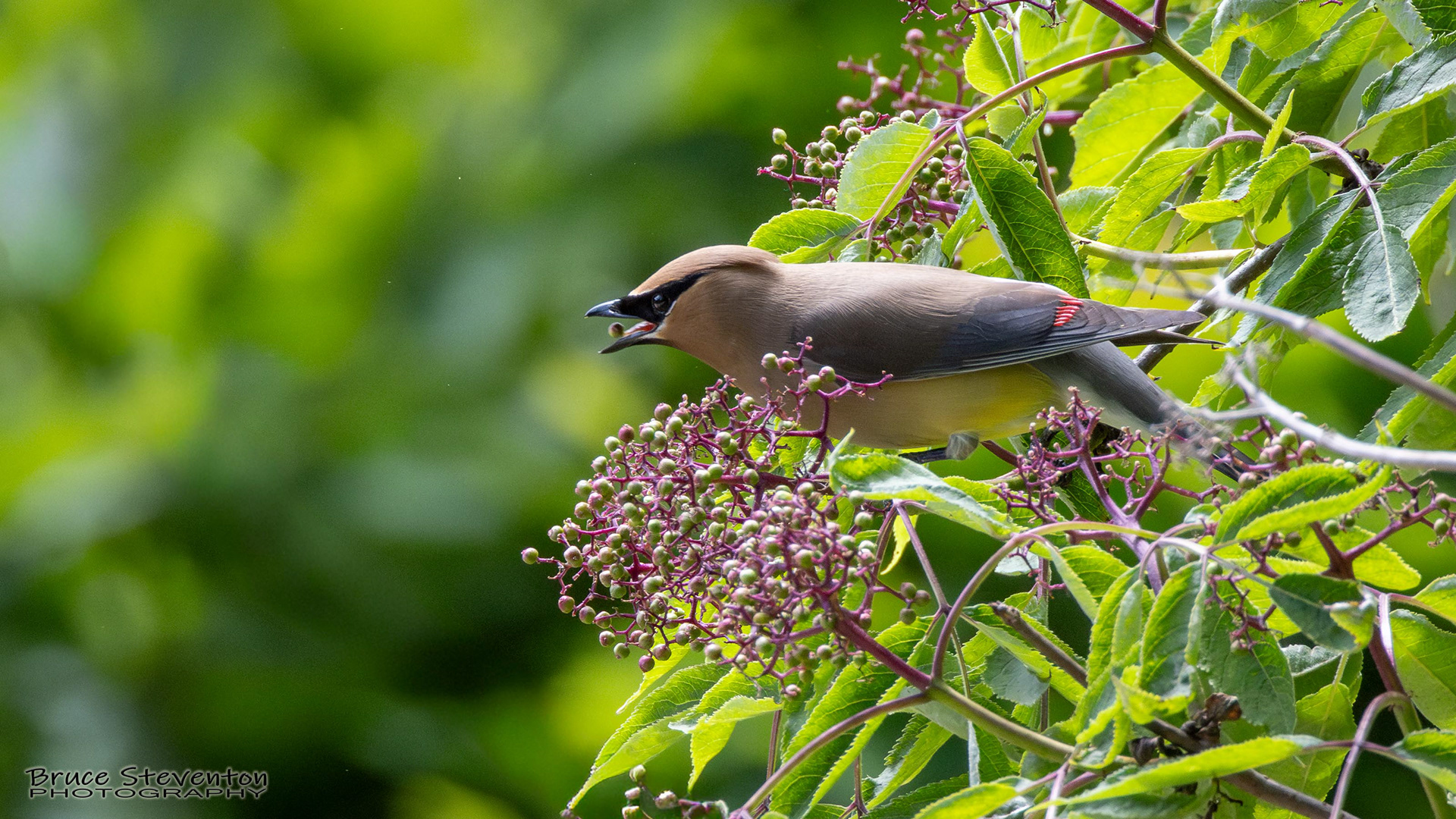 Cedar Waxwing