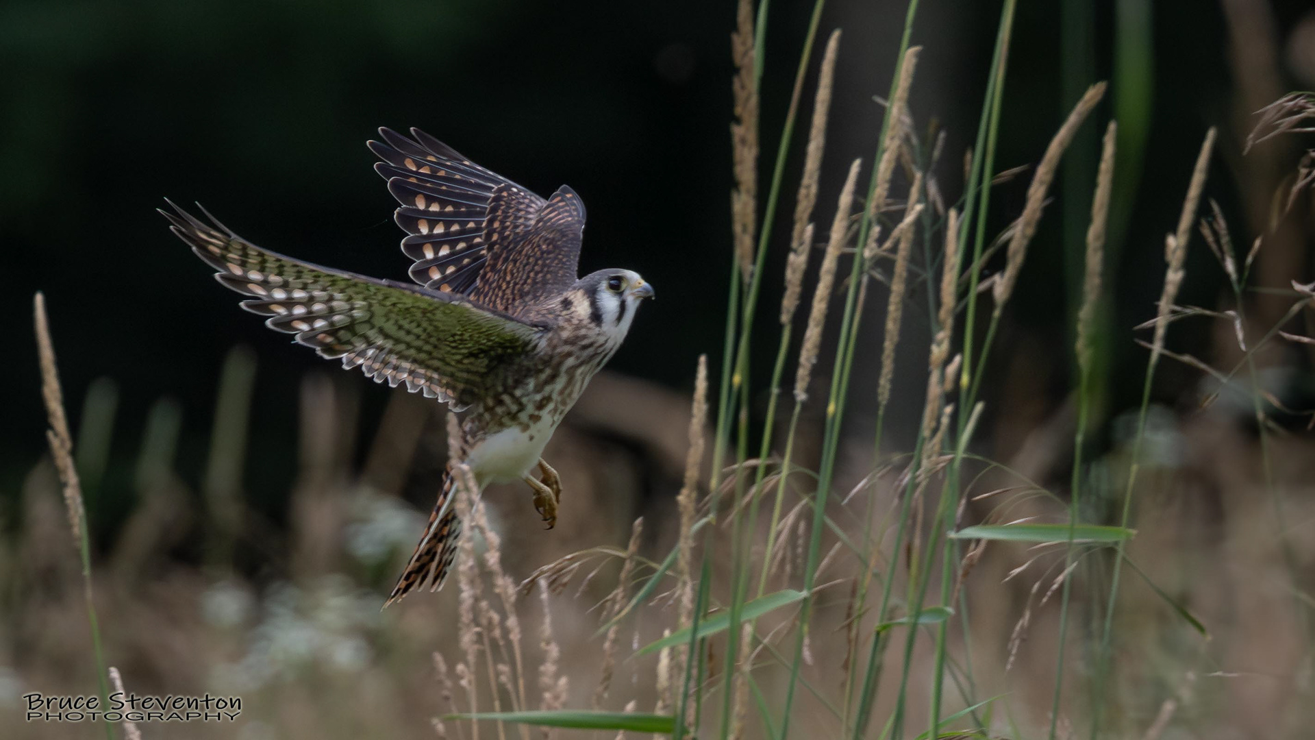 American Kestrel