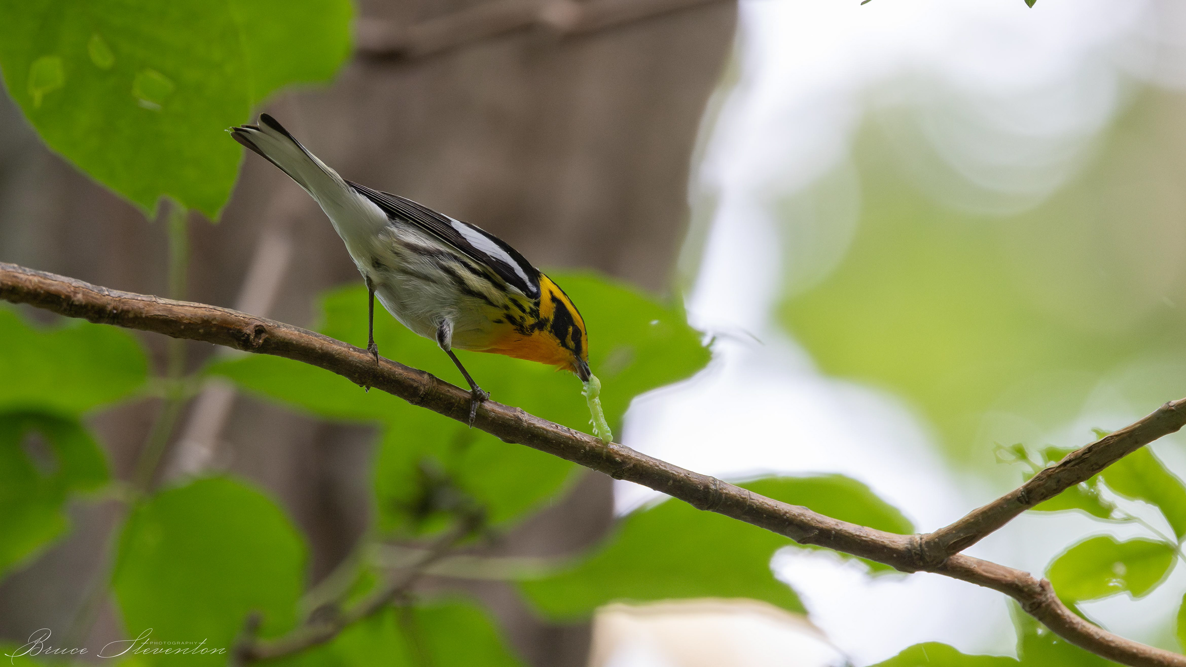 Blackburnian Warbler - Blue Ridge Parkway