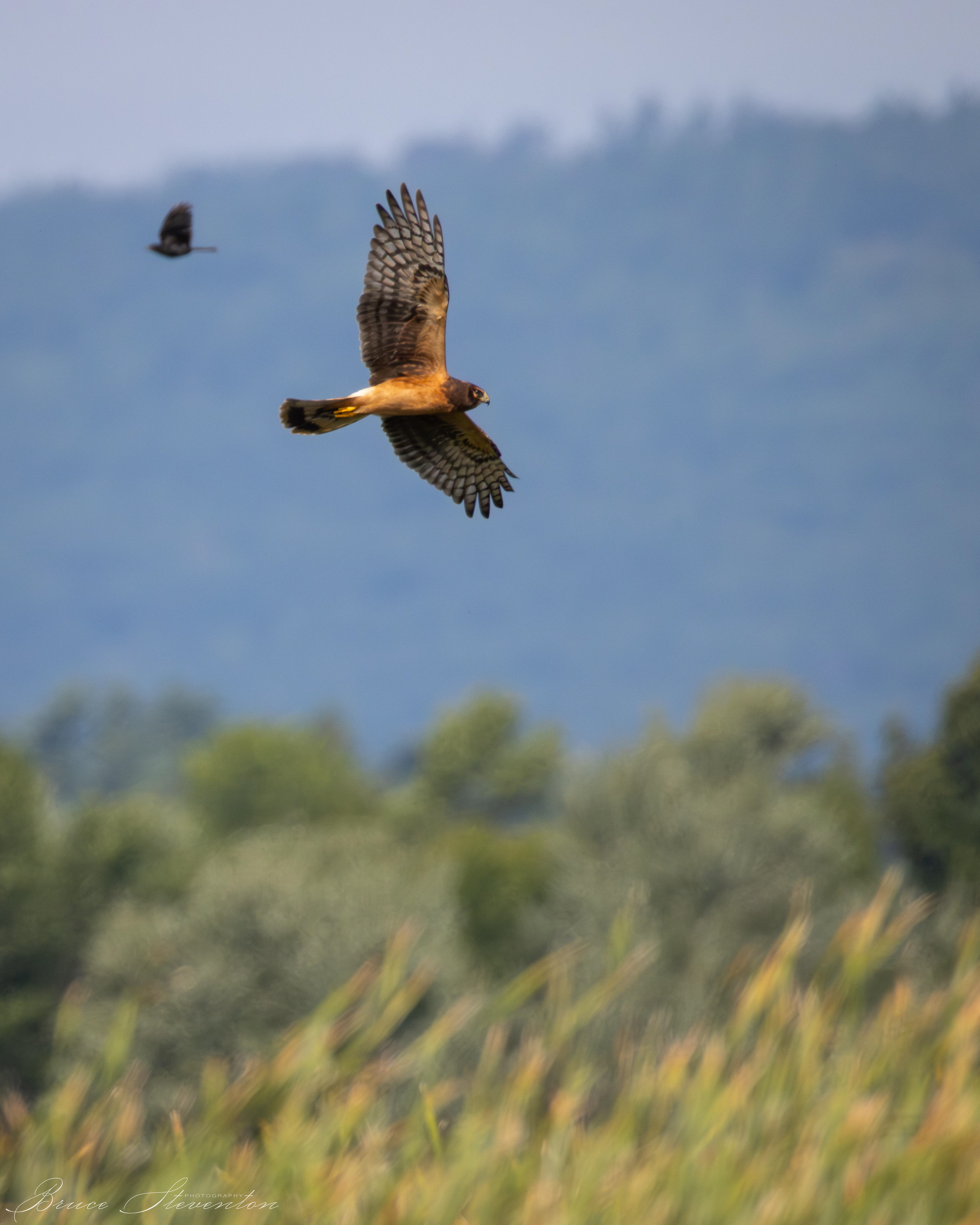 Northern Harrier