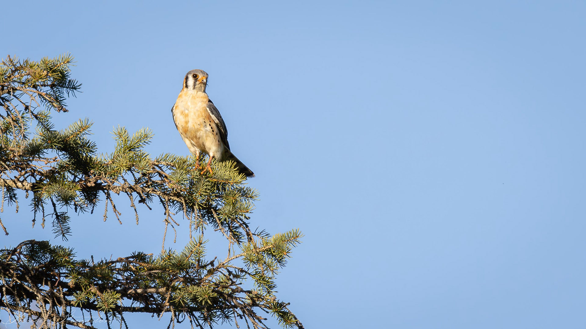 American Kestrel - Rochester, VT