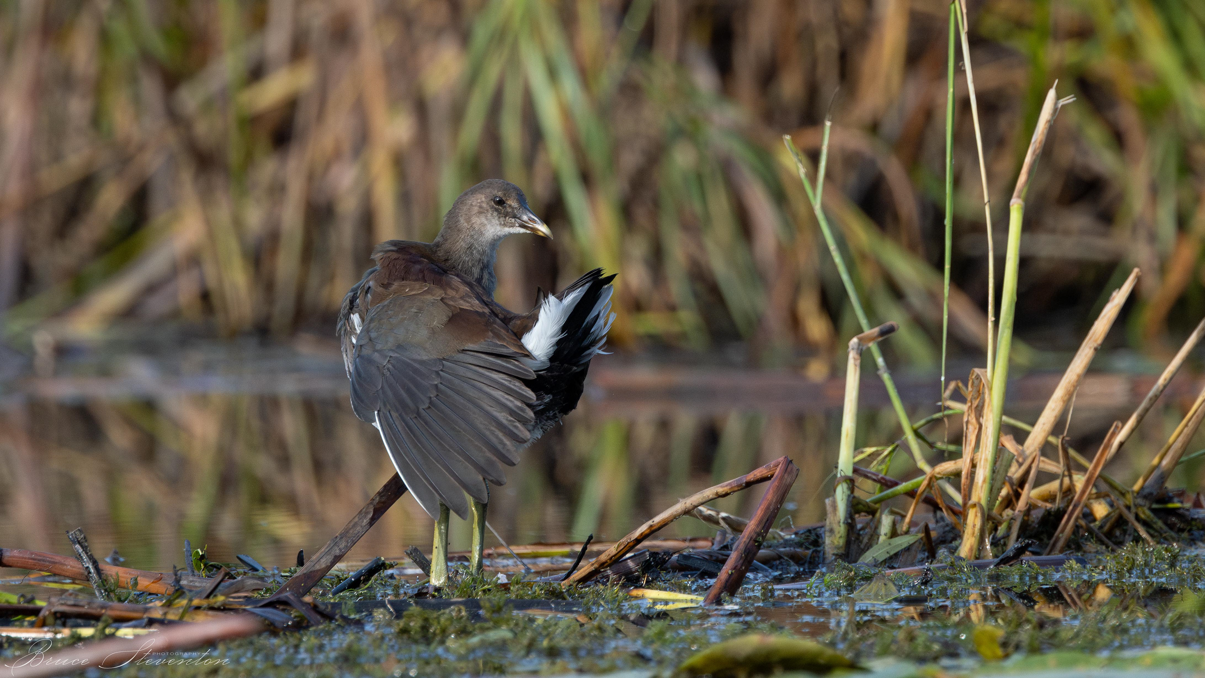 Common Gallinule