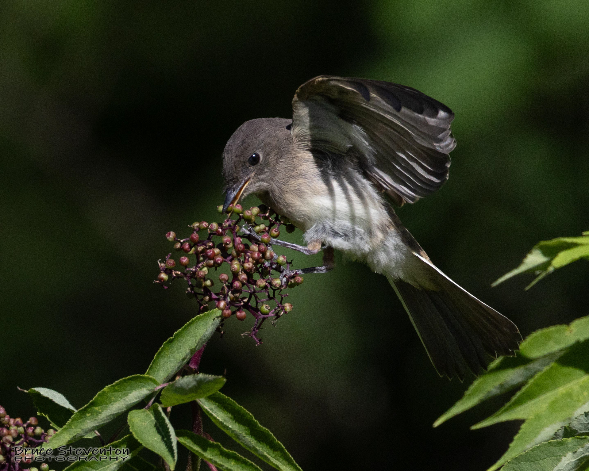 Eastern Phoebe