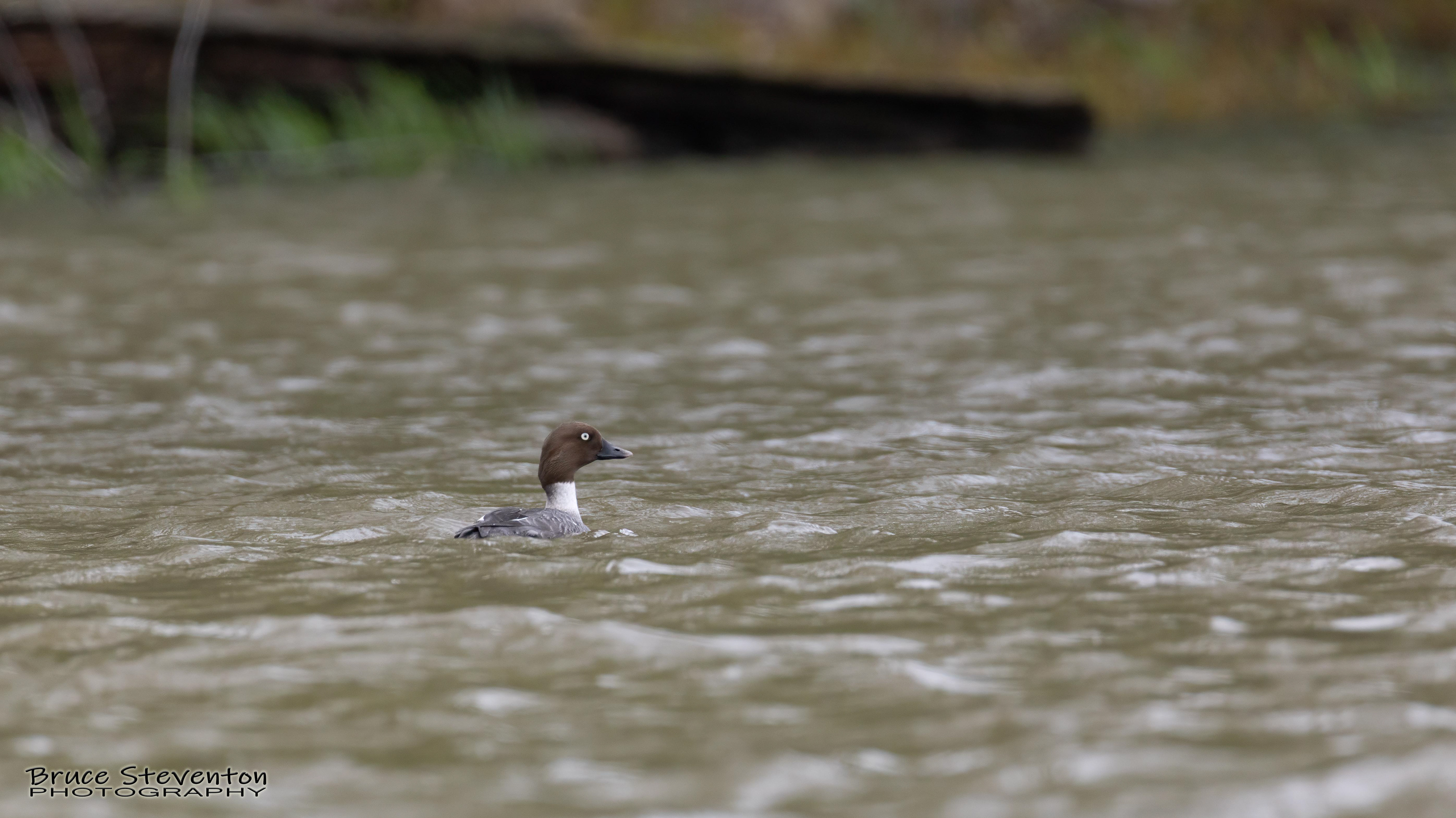 Common Goldeneye (F) - Vergennes, VT