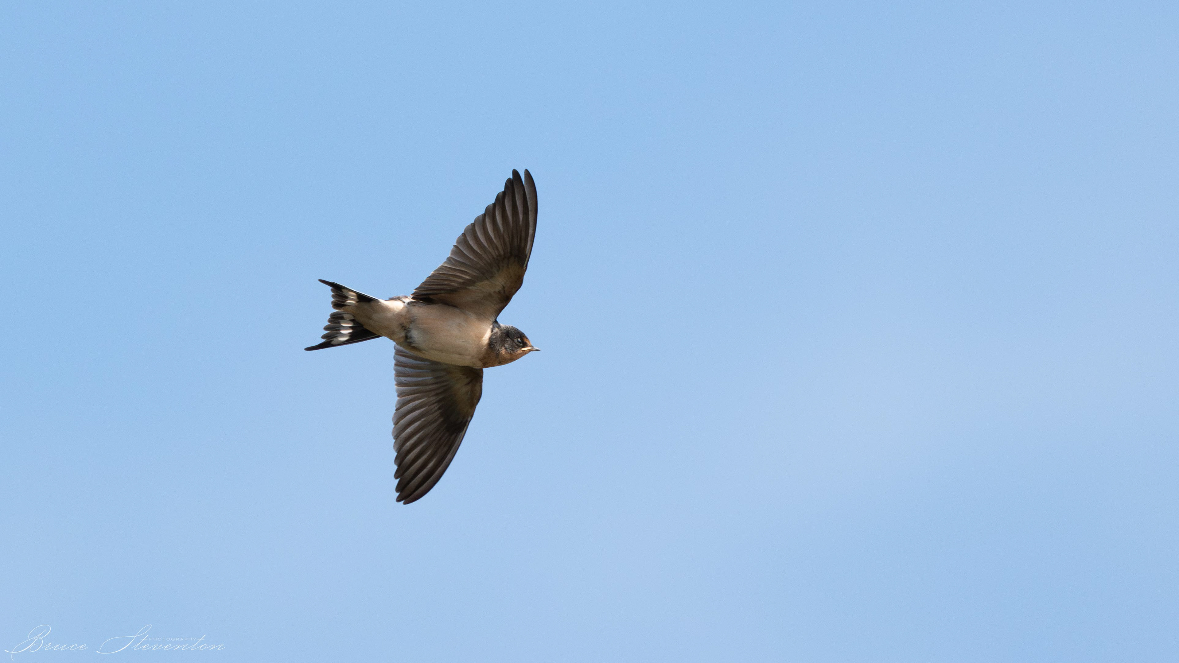 Barn Swallow
