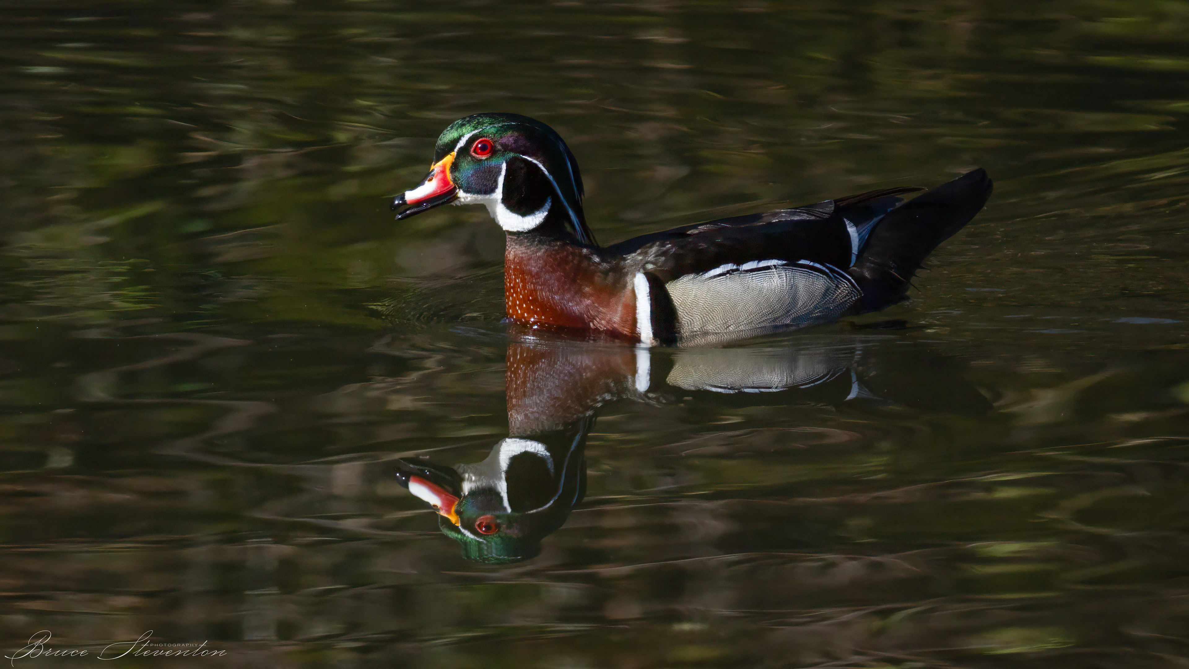 Wood Duck (M)
