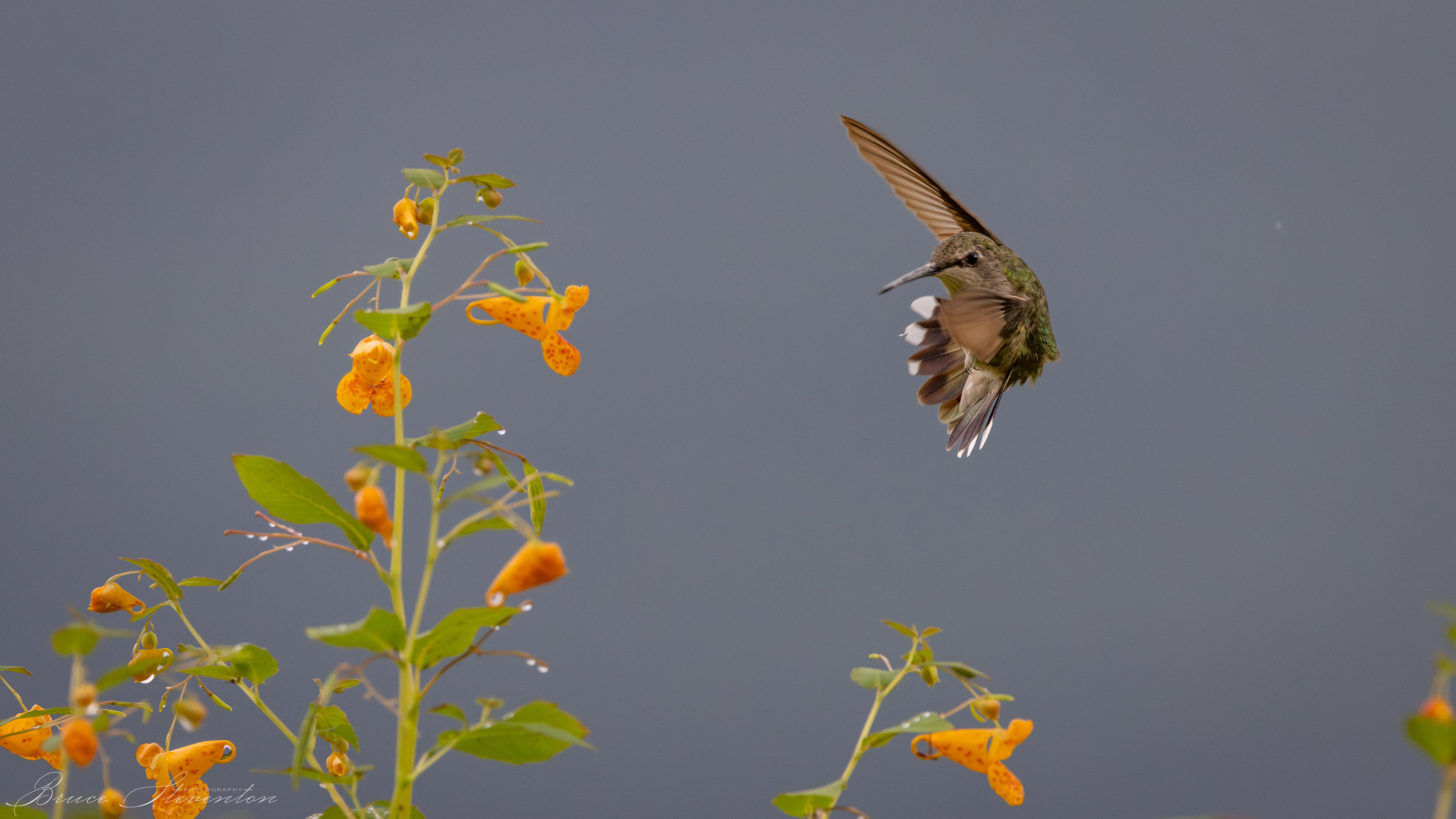 Ruby-throated Hummingbird on Jewel Weed