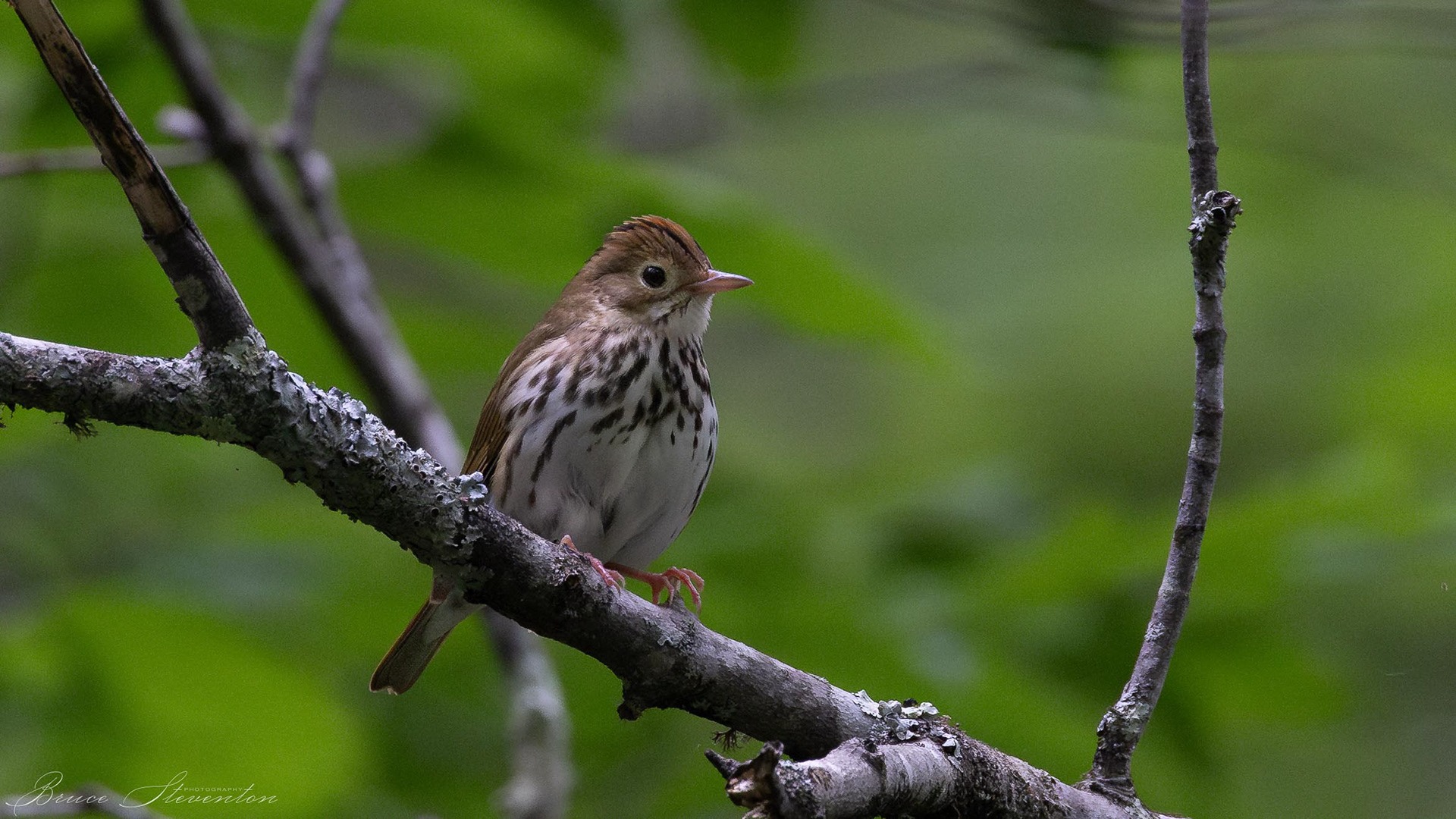 Ovenbird