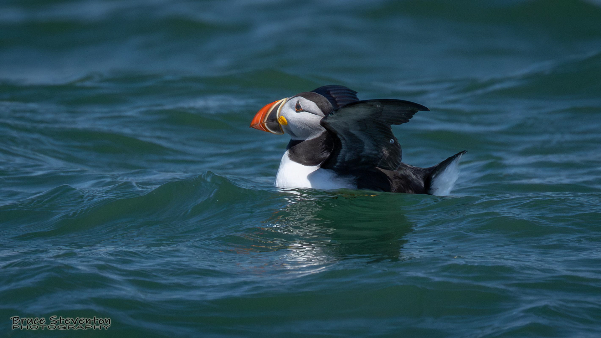 Atlantic Puffin