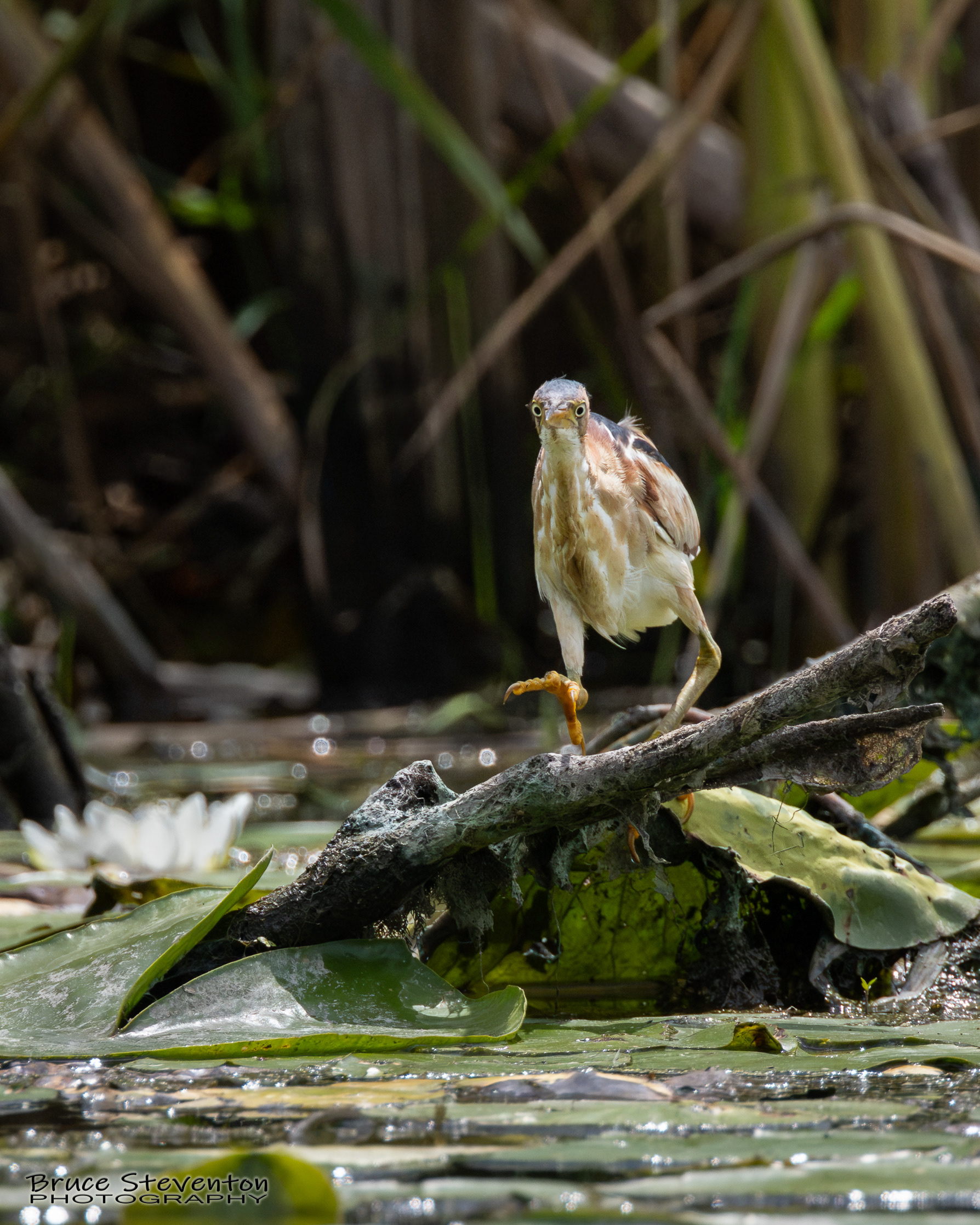 Least Bittern