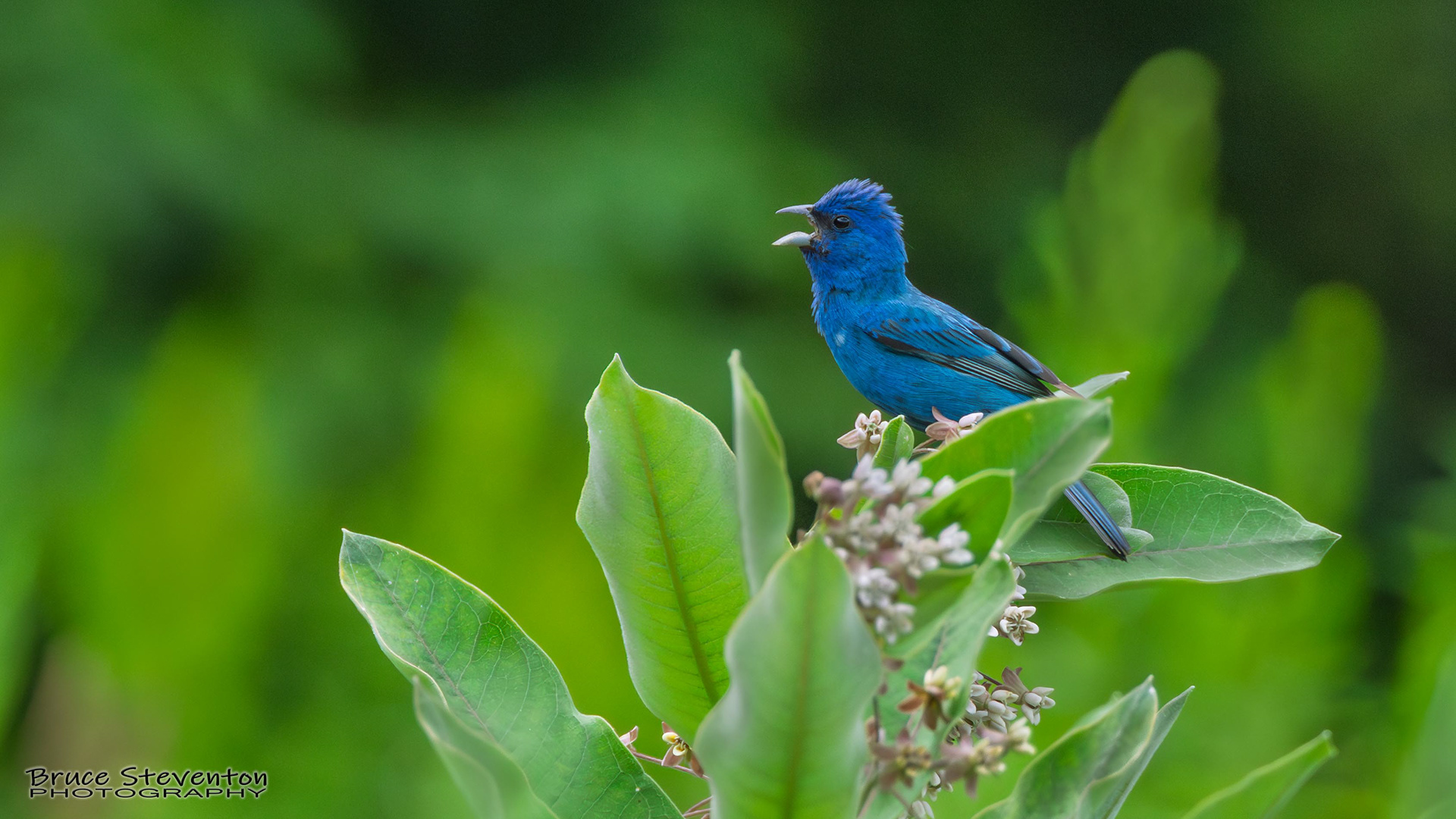 Indigo Bunting