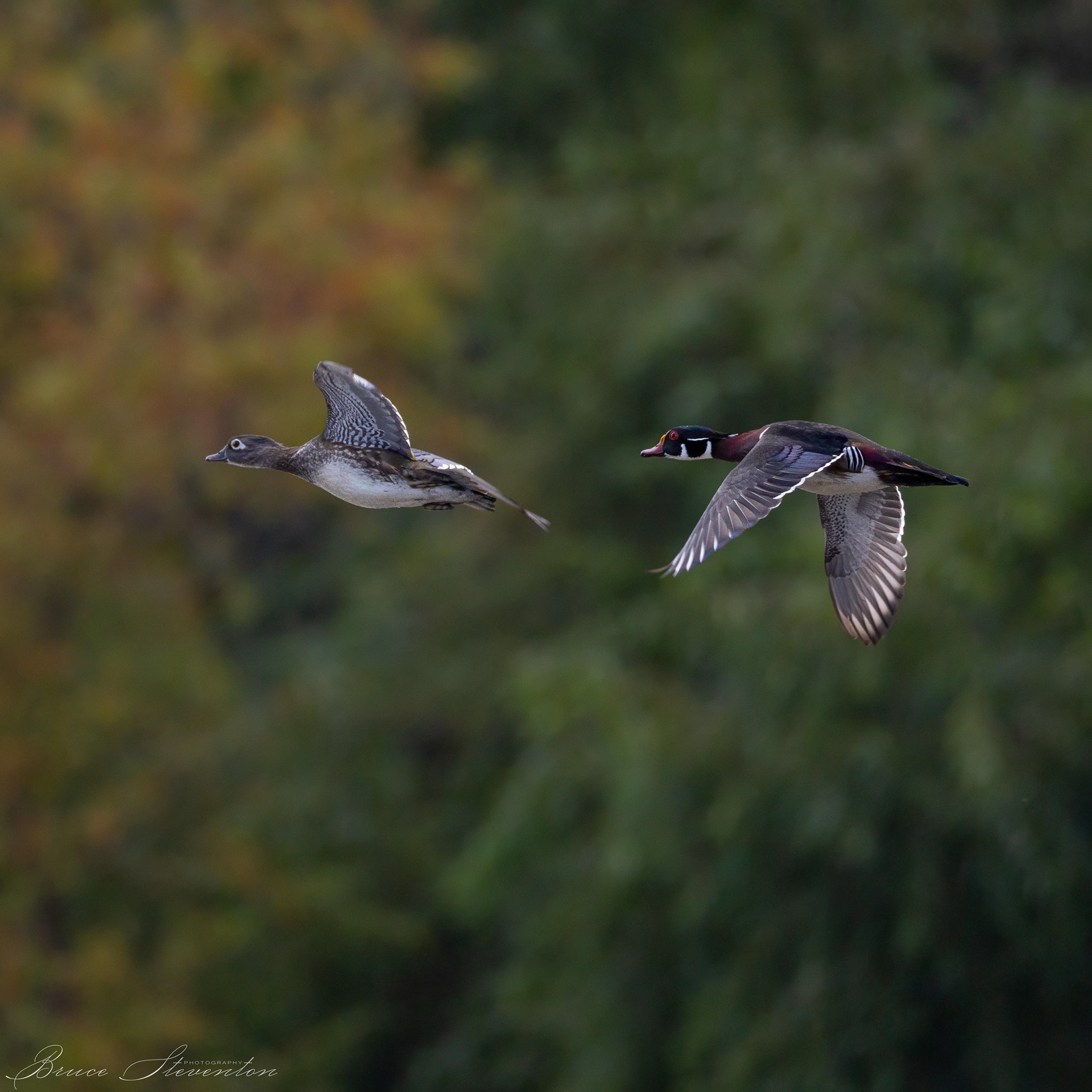 Wood Duck