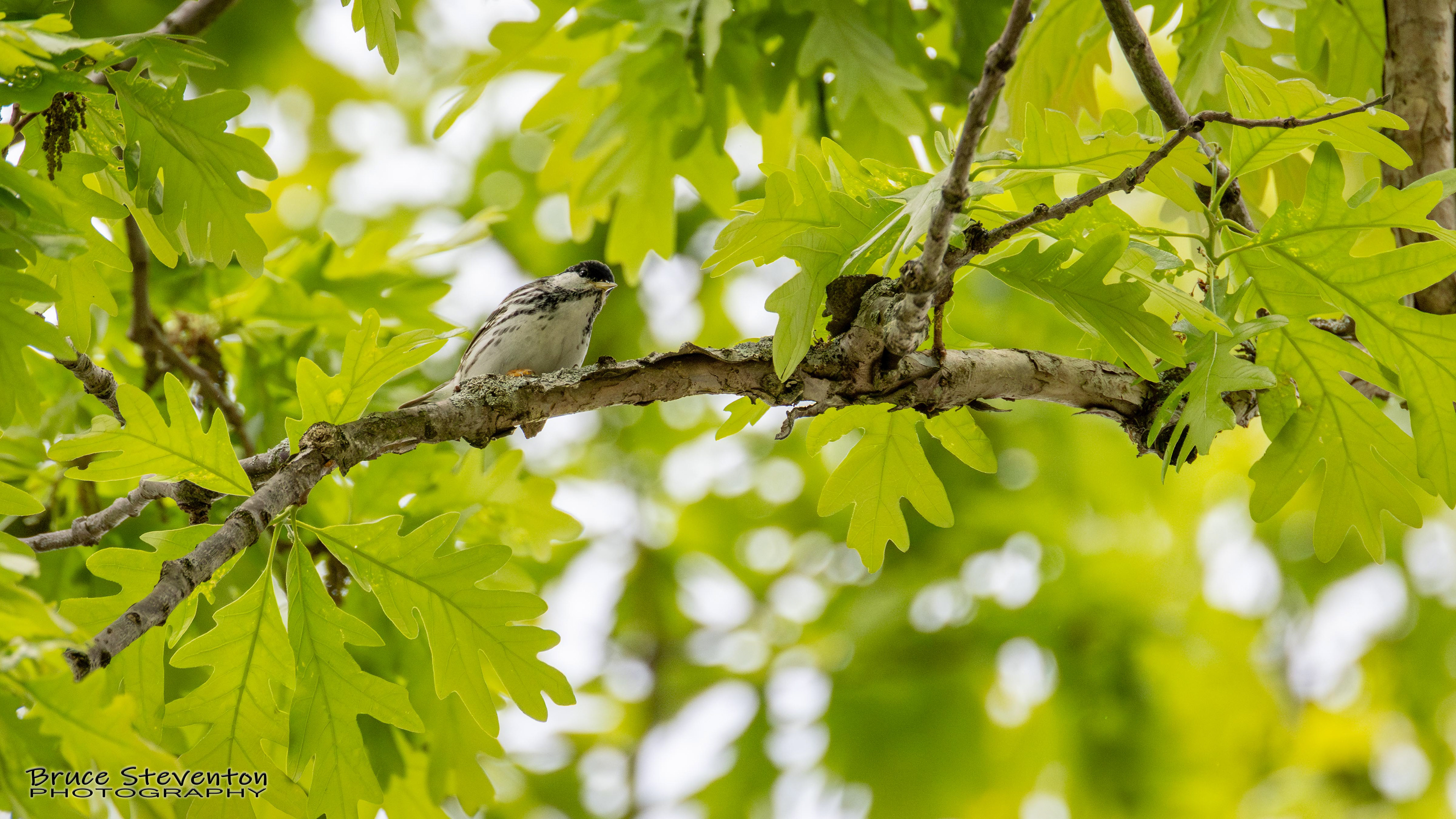 Blackpoll Warbler