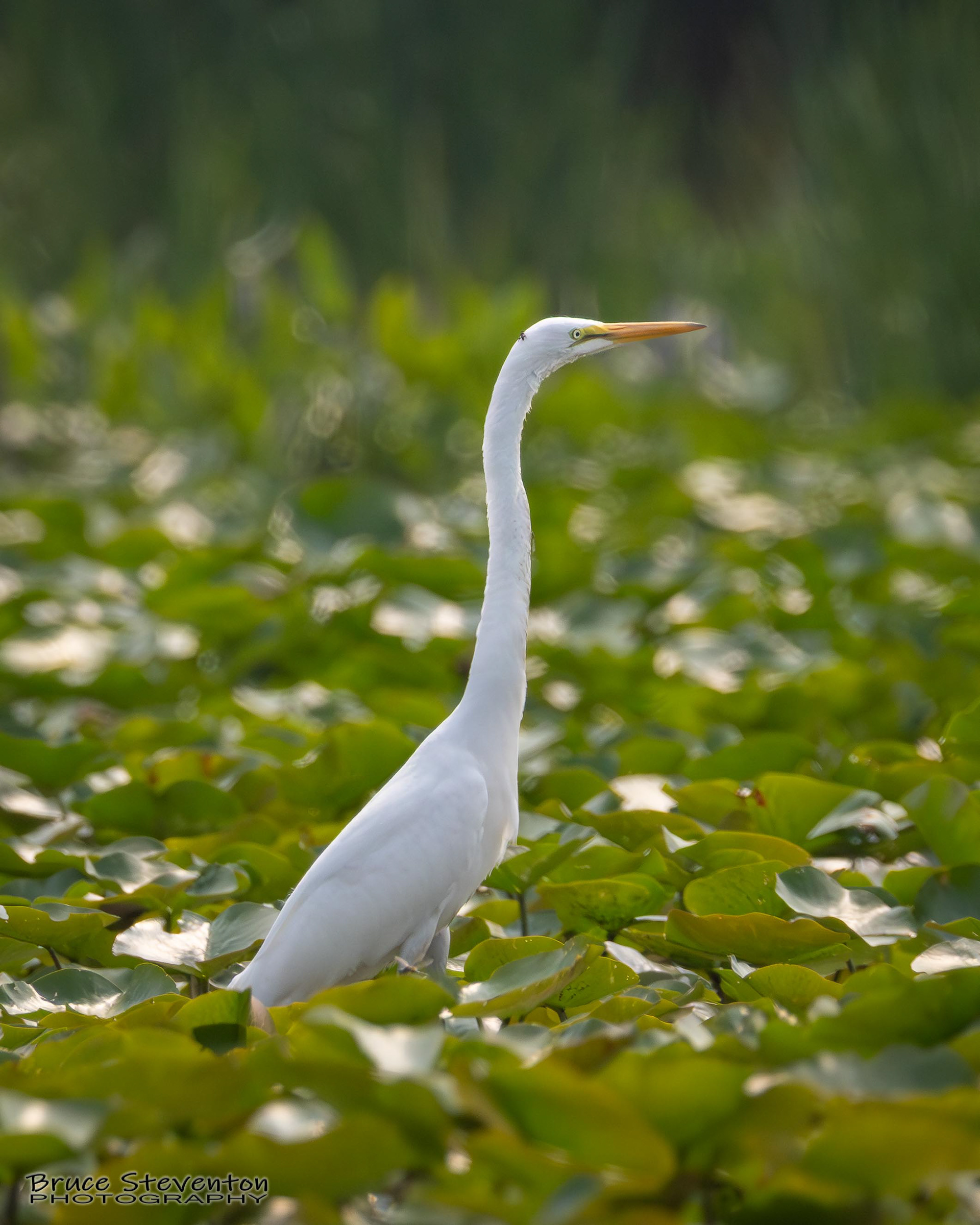 Great Egret (Is that a deer fly?)
