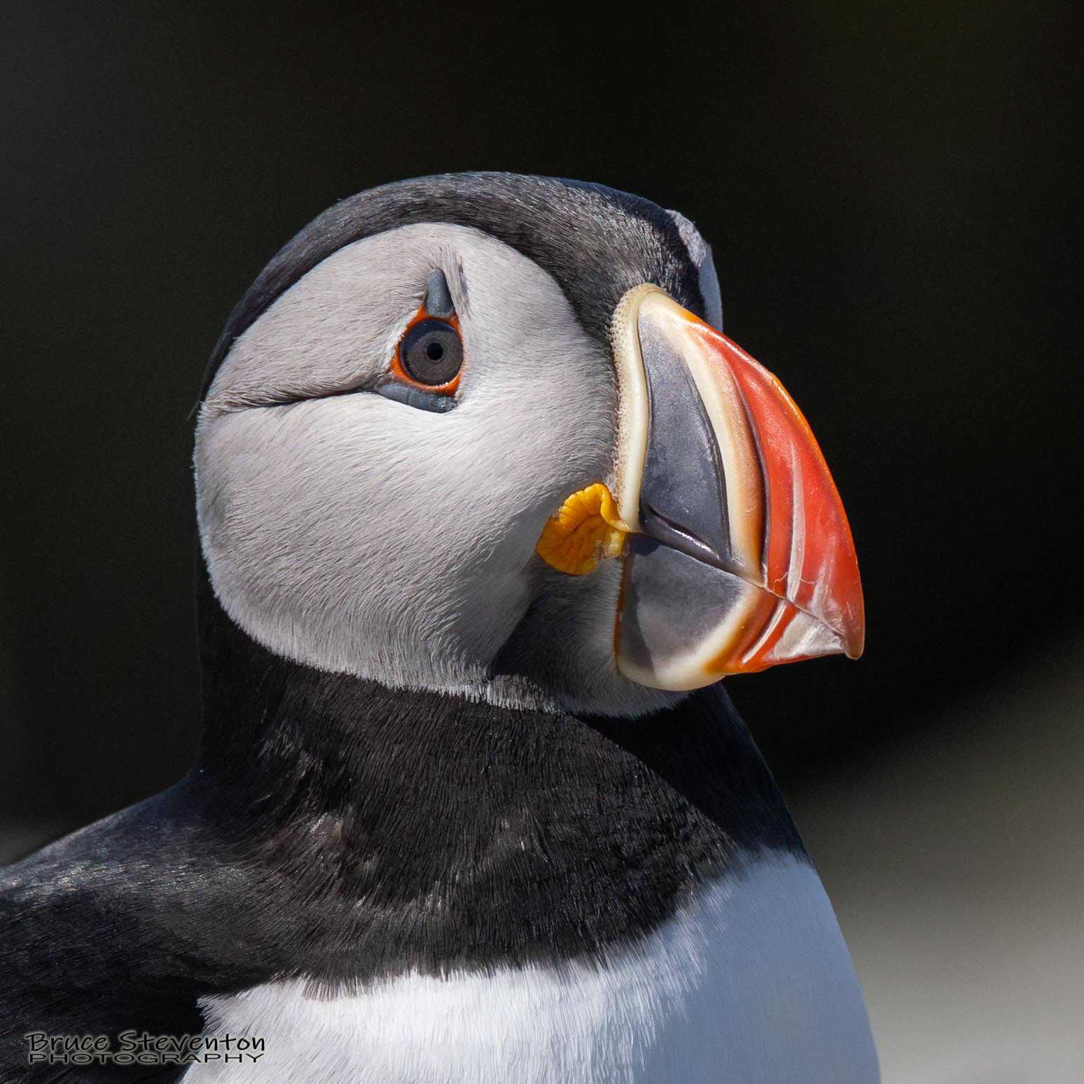 Atlantic Puffin