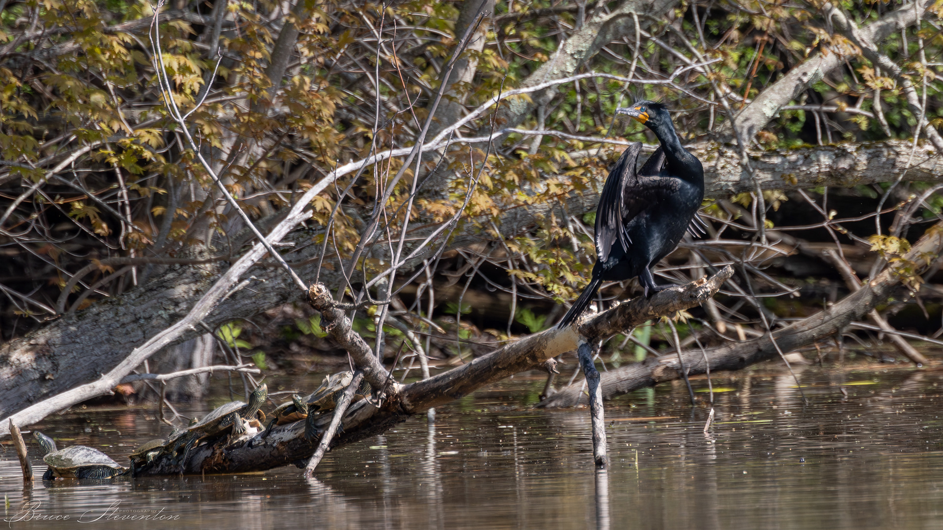 Double-crested Comorant