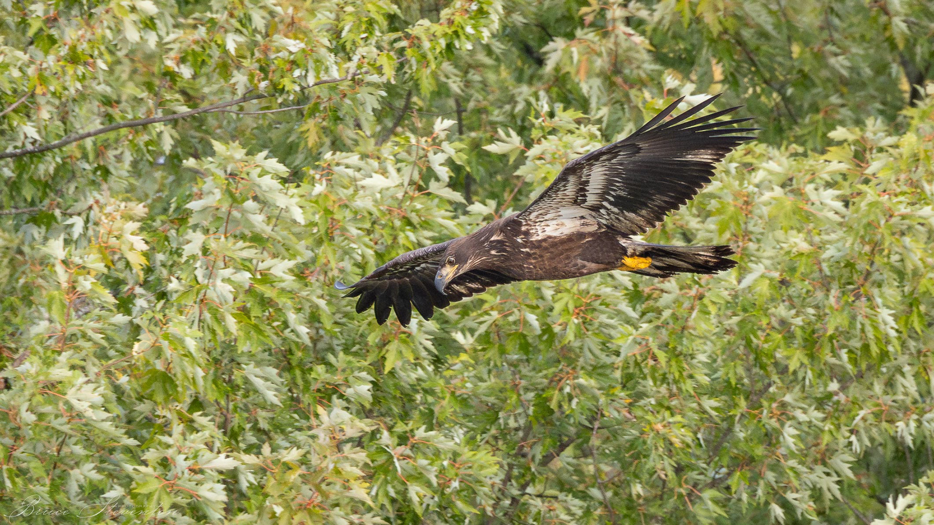 Bald Eagle, Immature