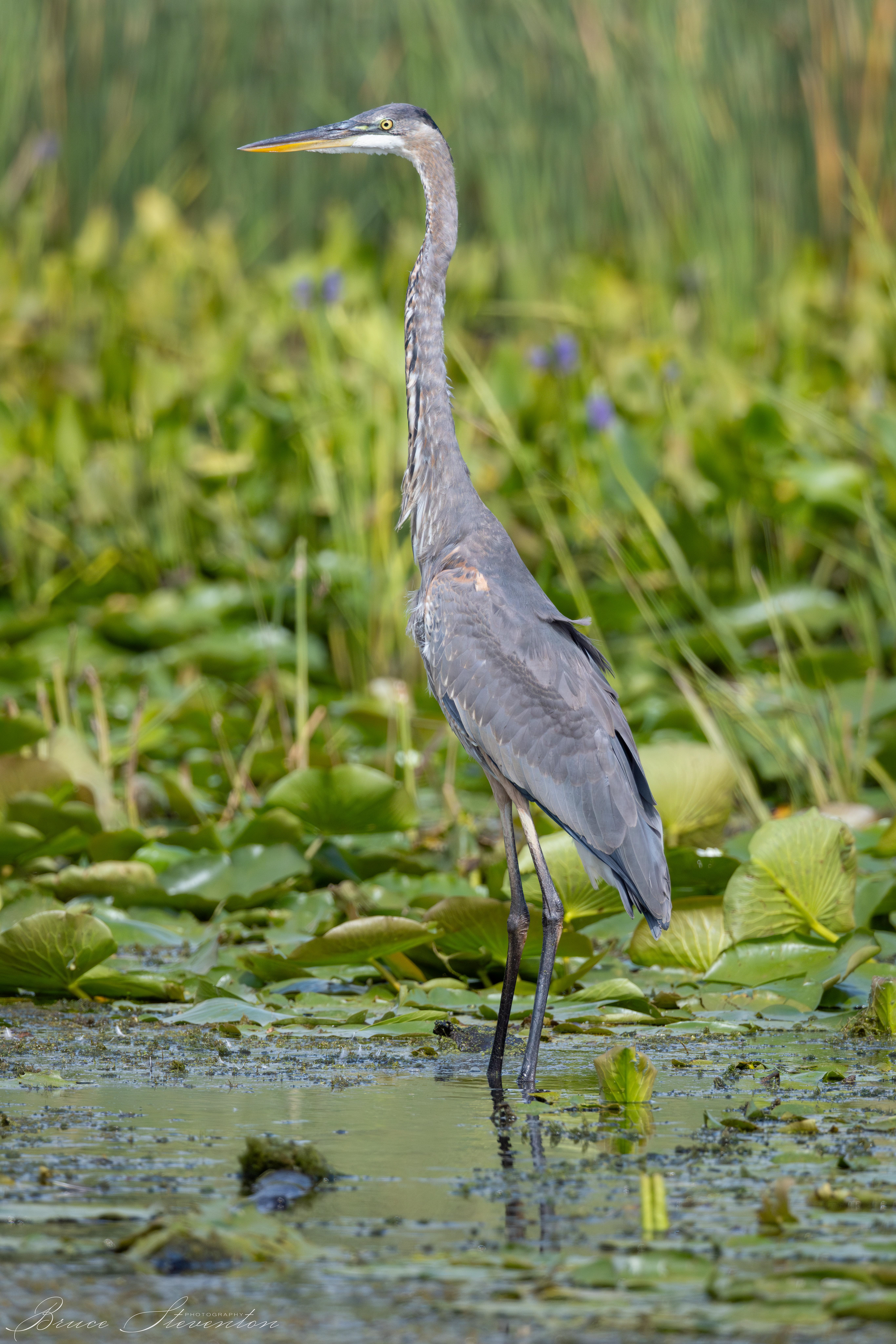 Great Blue Heron