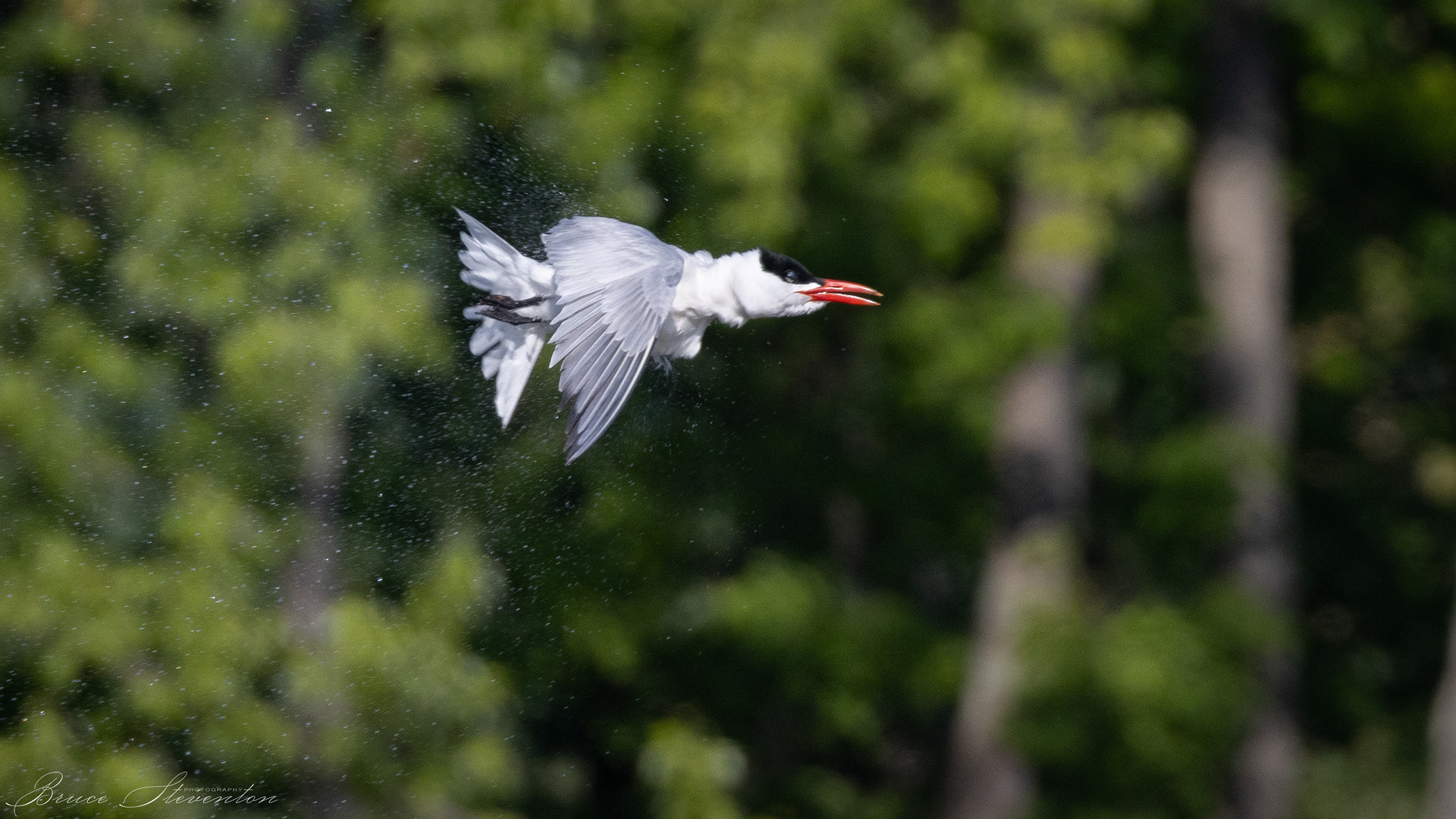 Common Tern; ringing itself out after an unsuccessful dive
